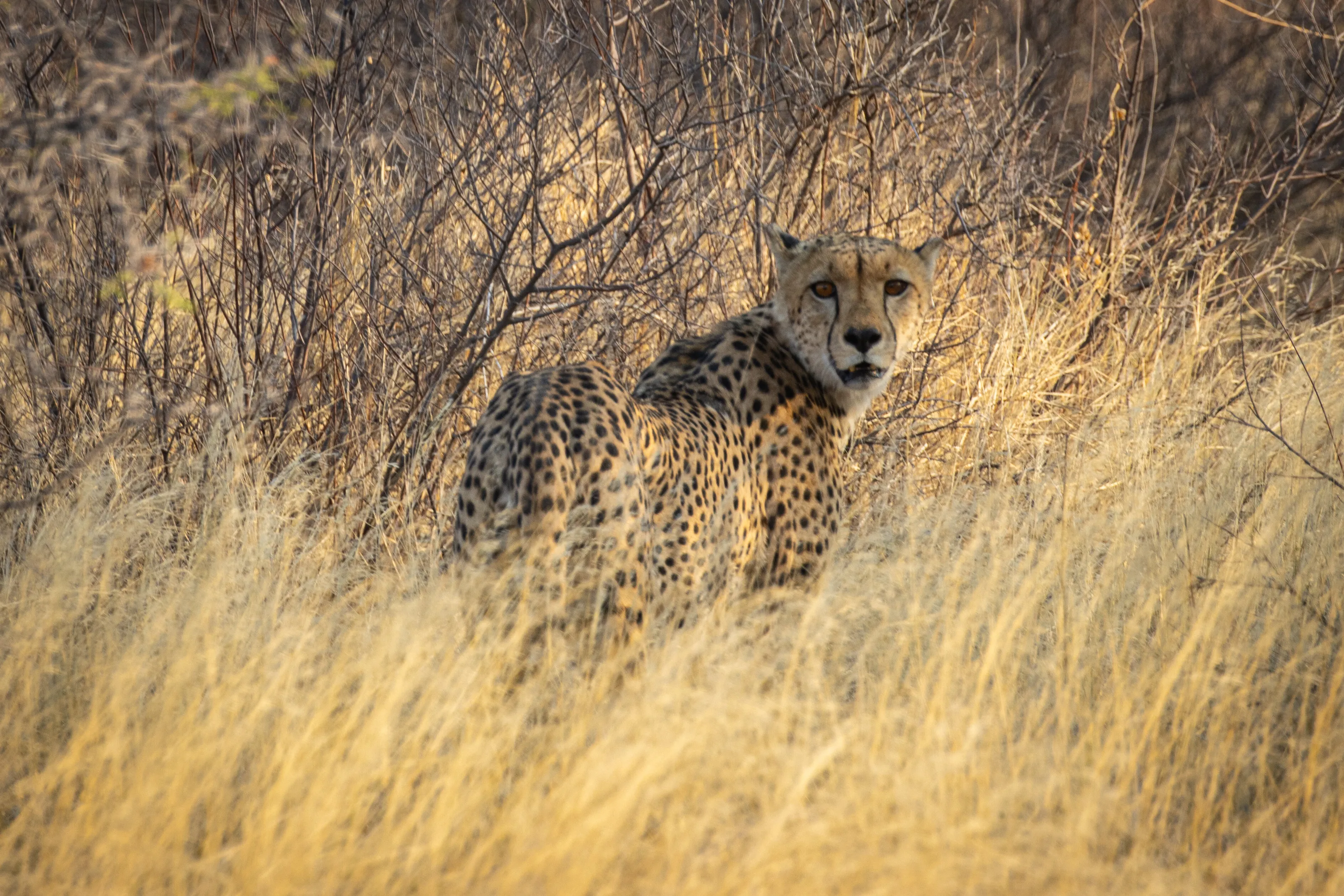 Cheetah in the evening light