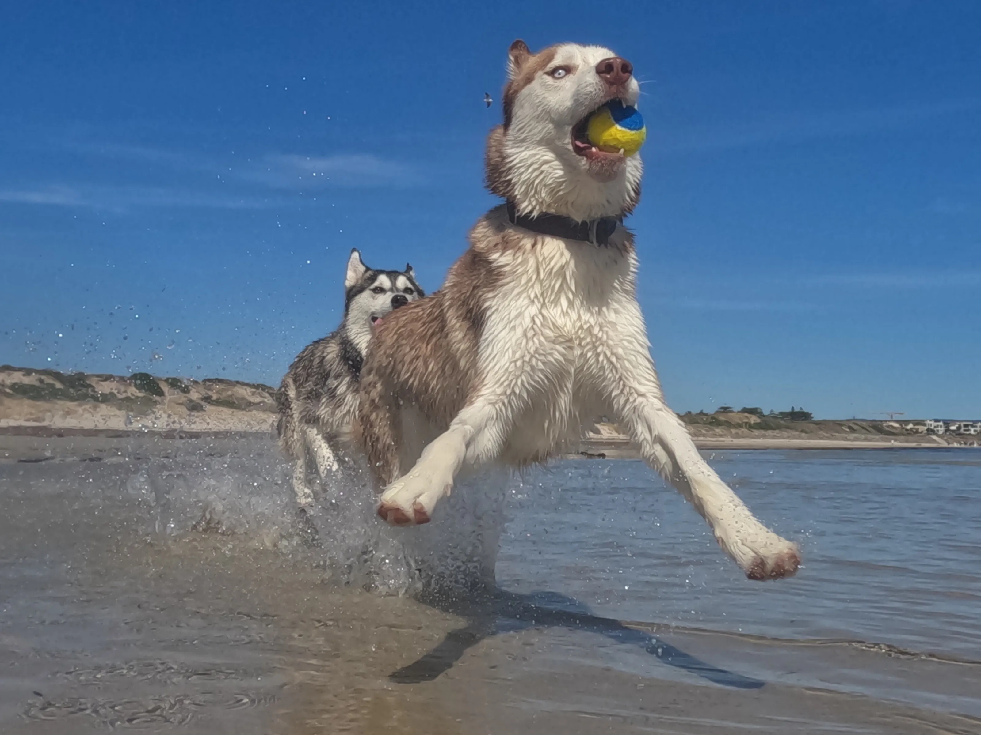 Puppy fun at the beach