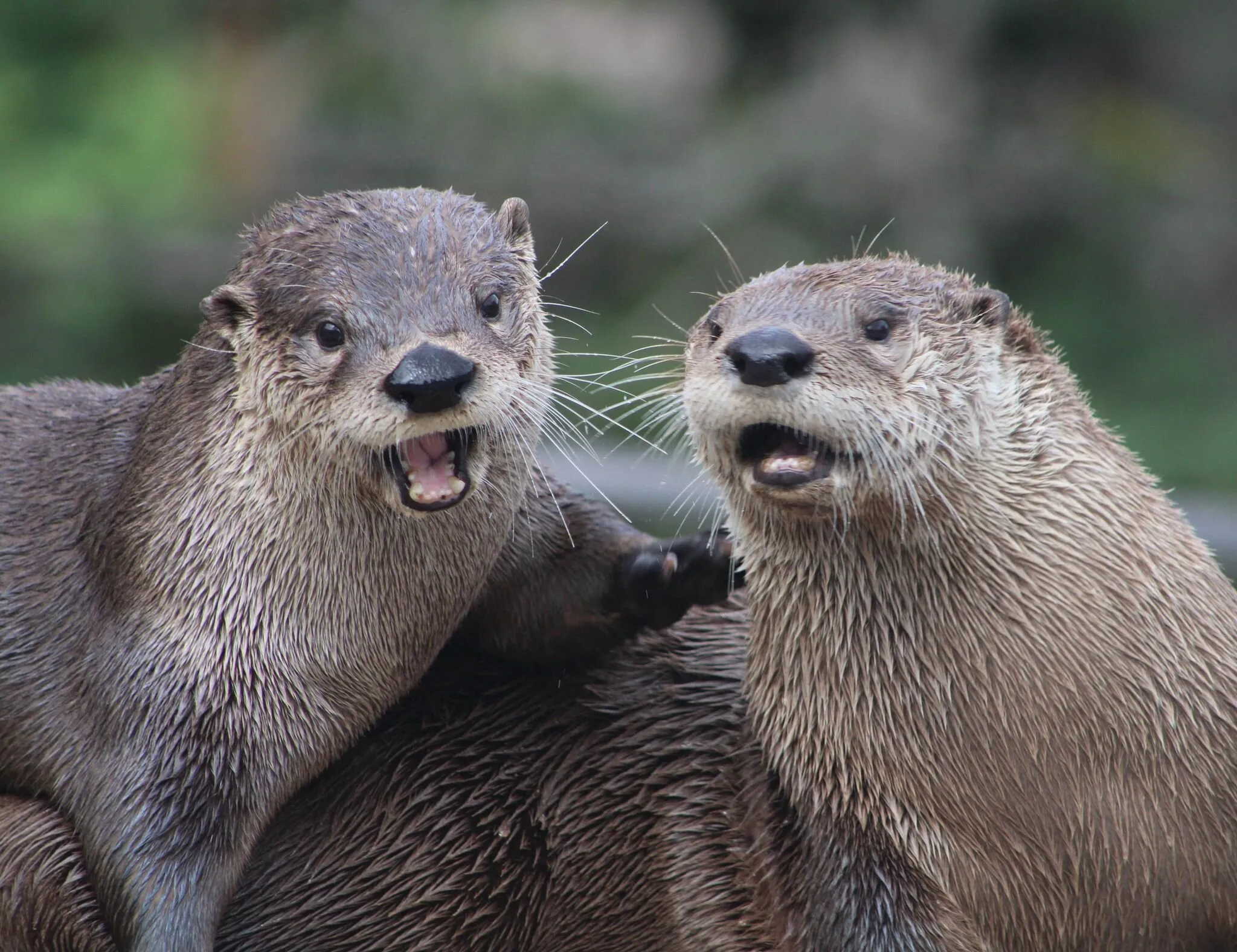 Otters in love