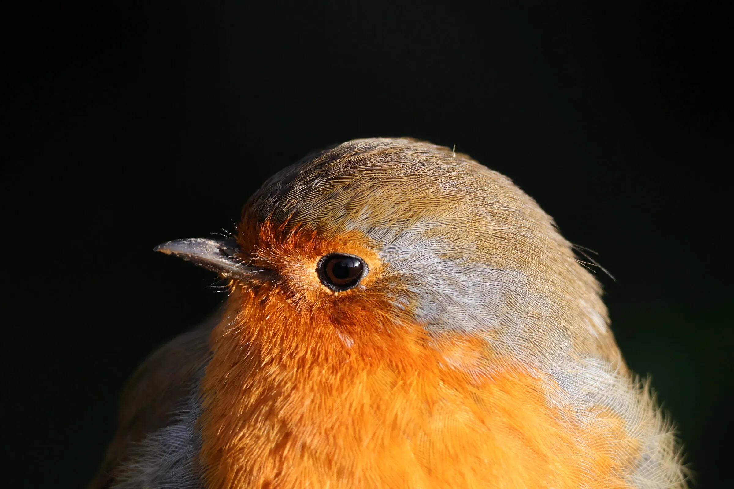 Robin
