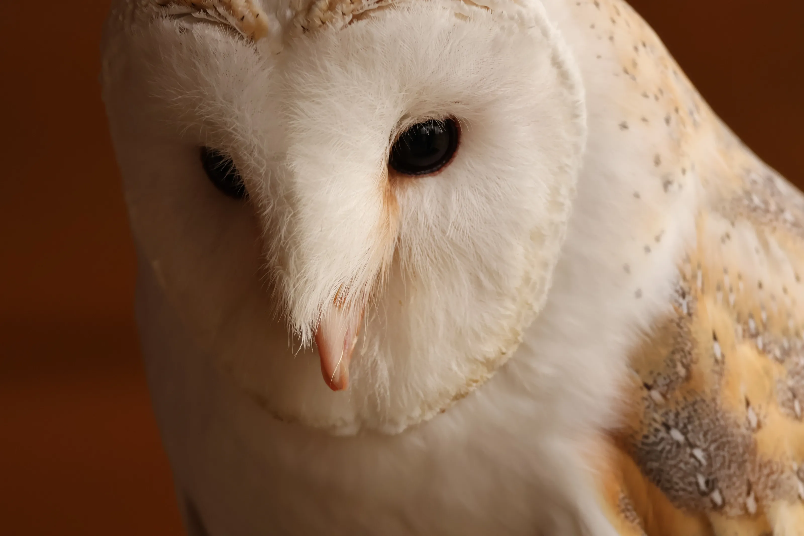 beautiful Barn owl