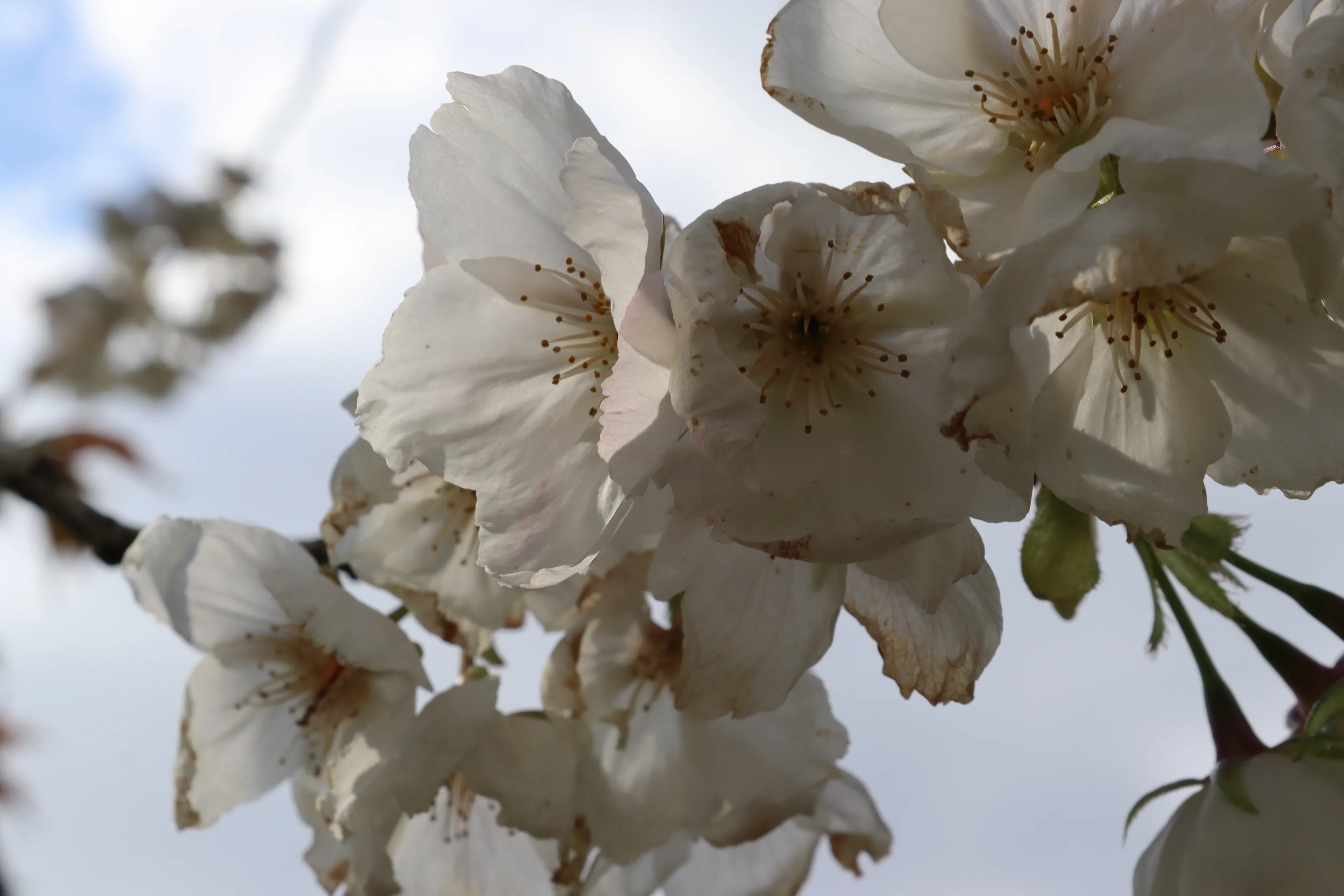 Blossoms