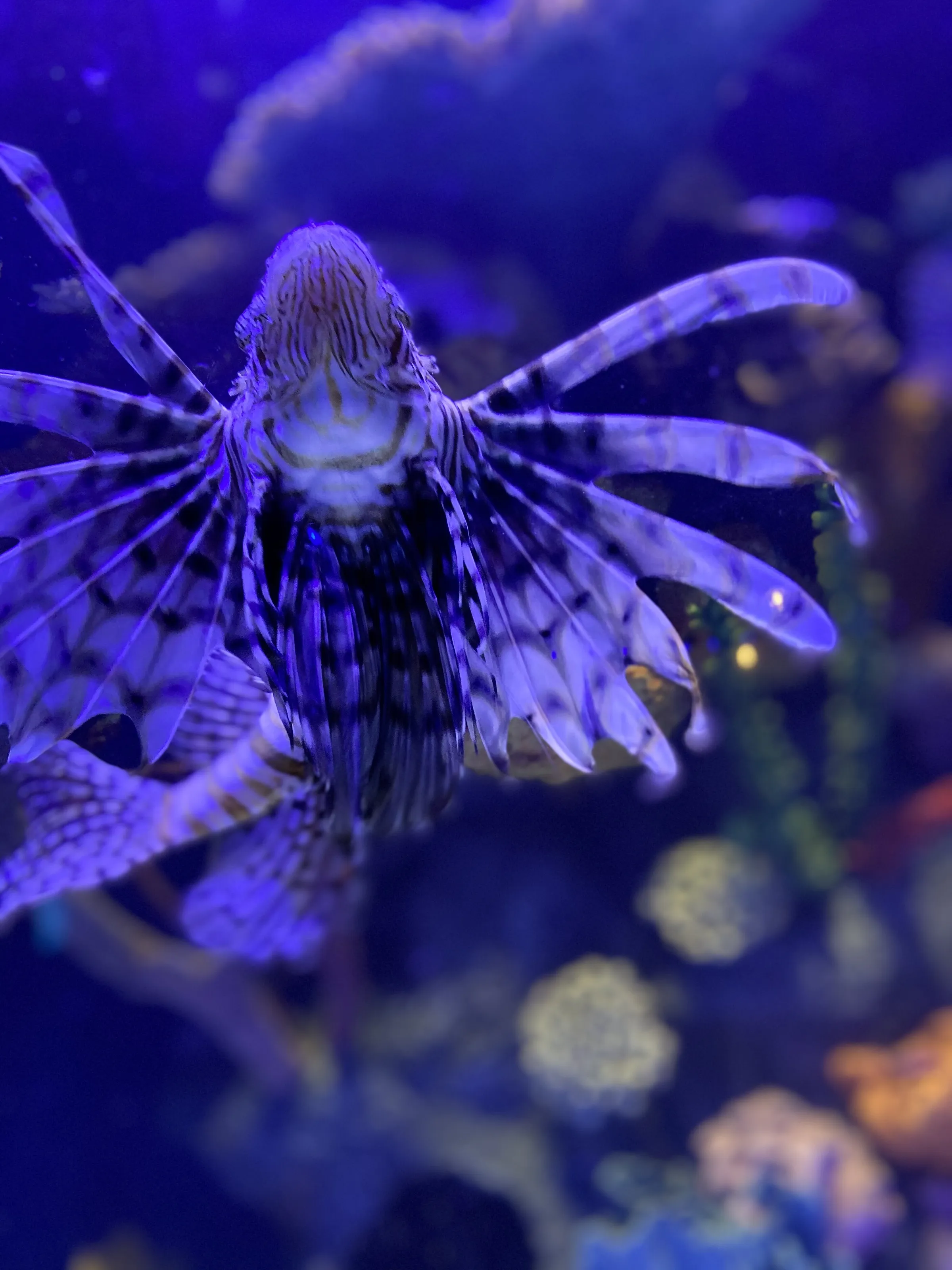 Lionfish
