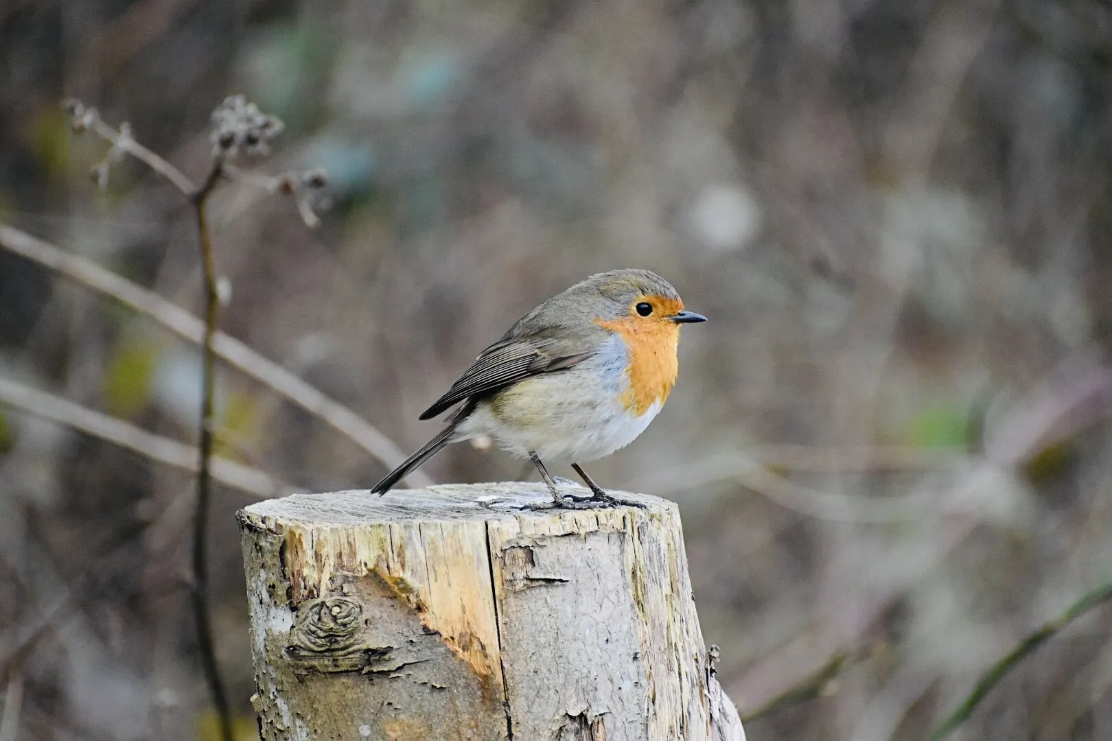 robbin