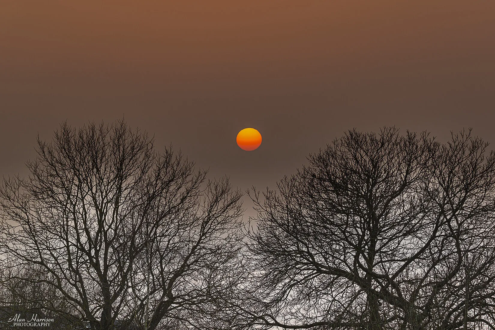 Trees in silhouette