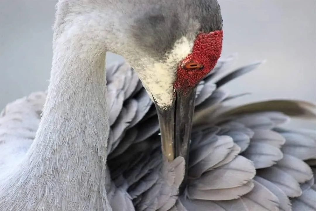Sandhill Crane