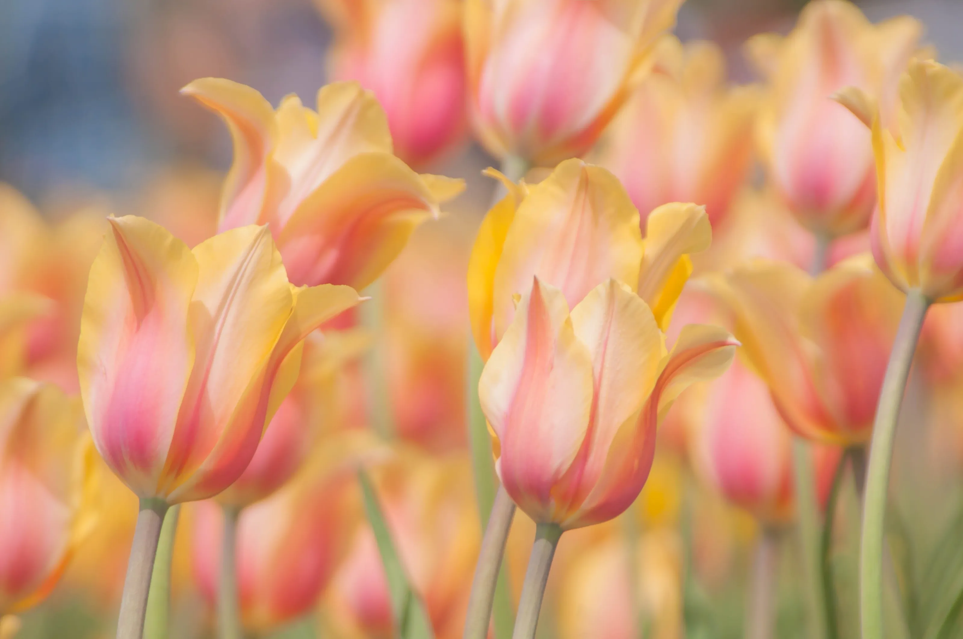Tulip Festival