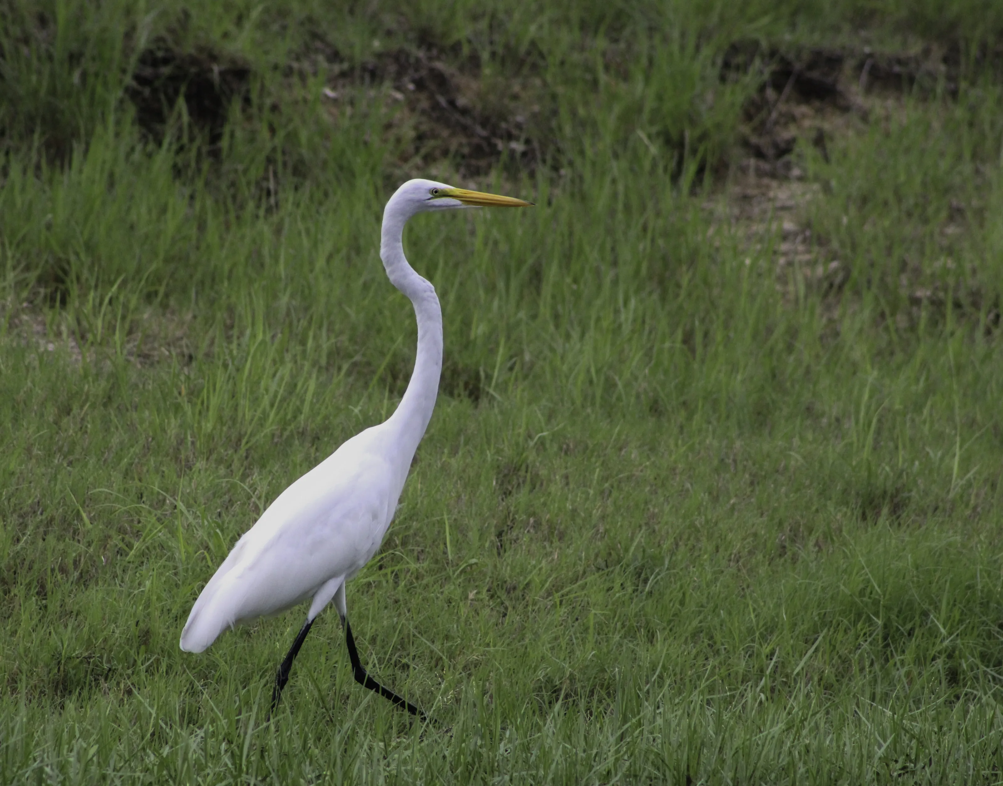 Great Egret