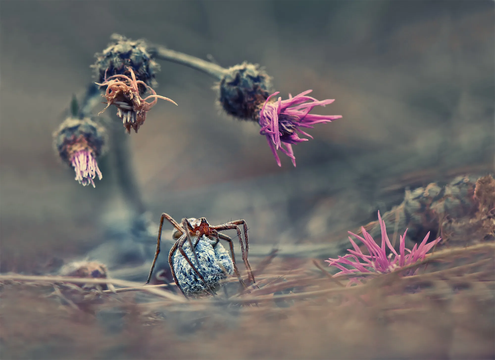 Welcome to the spider’s world