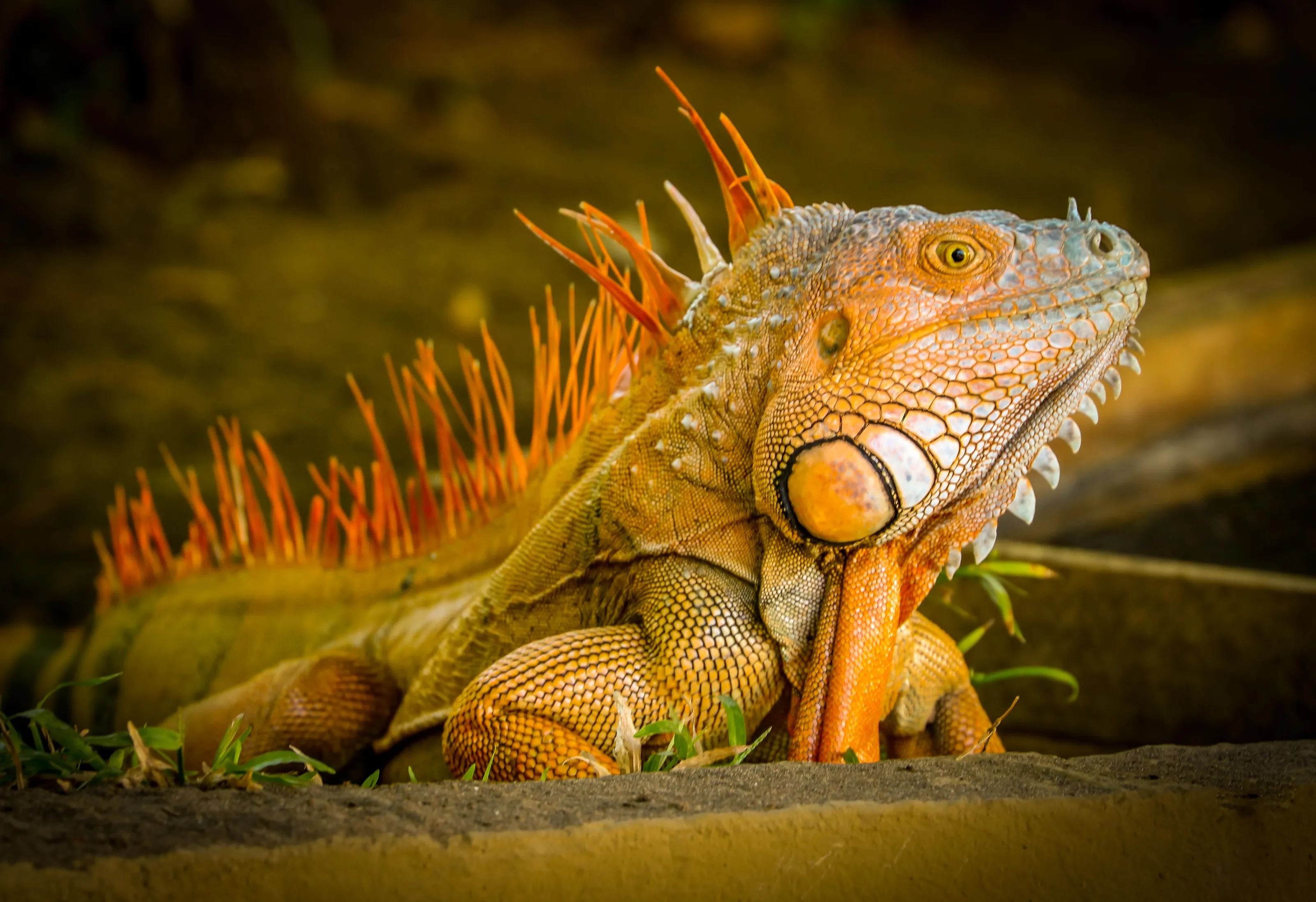 Iguana