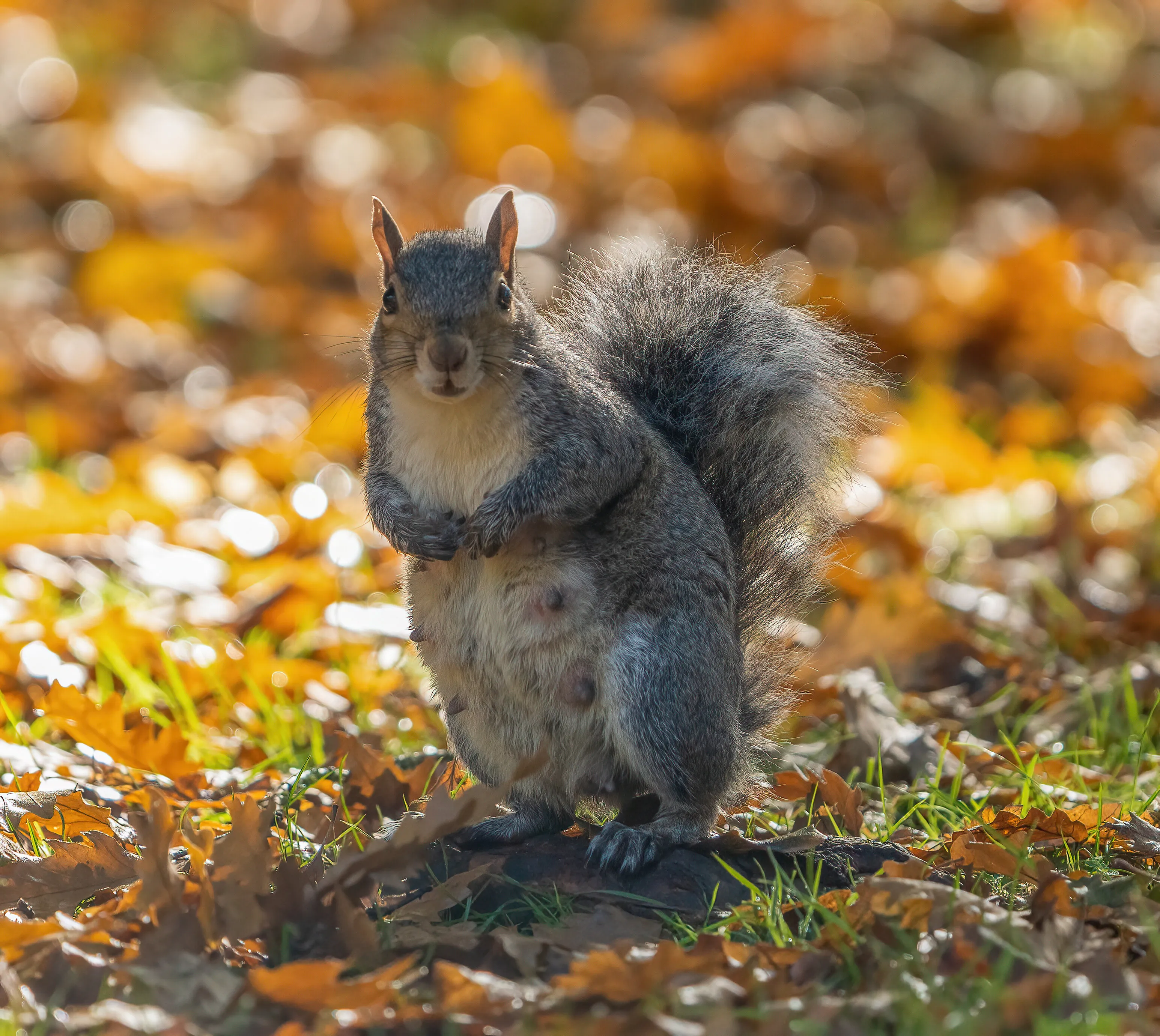 Grey Squirrel