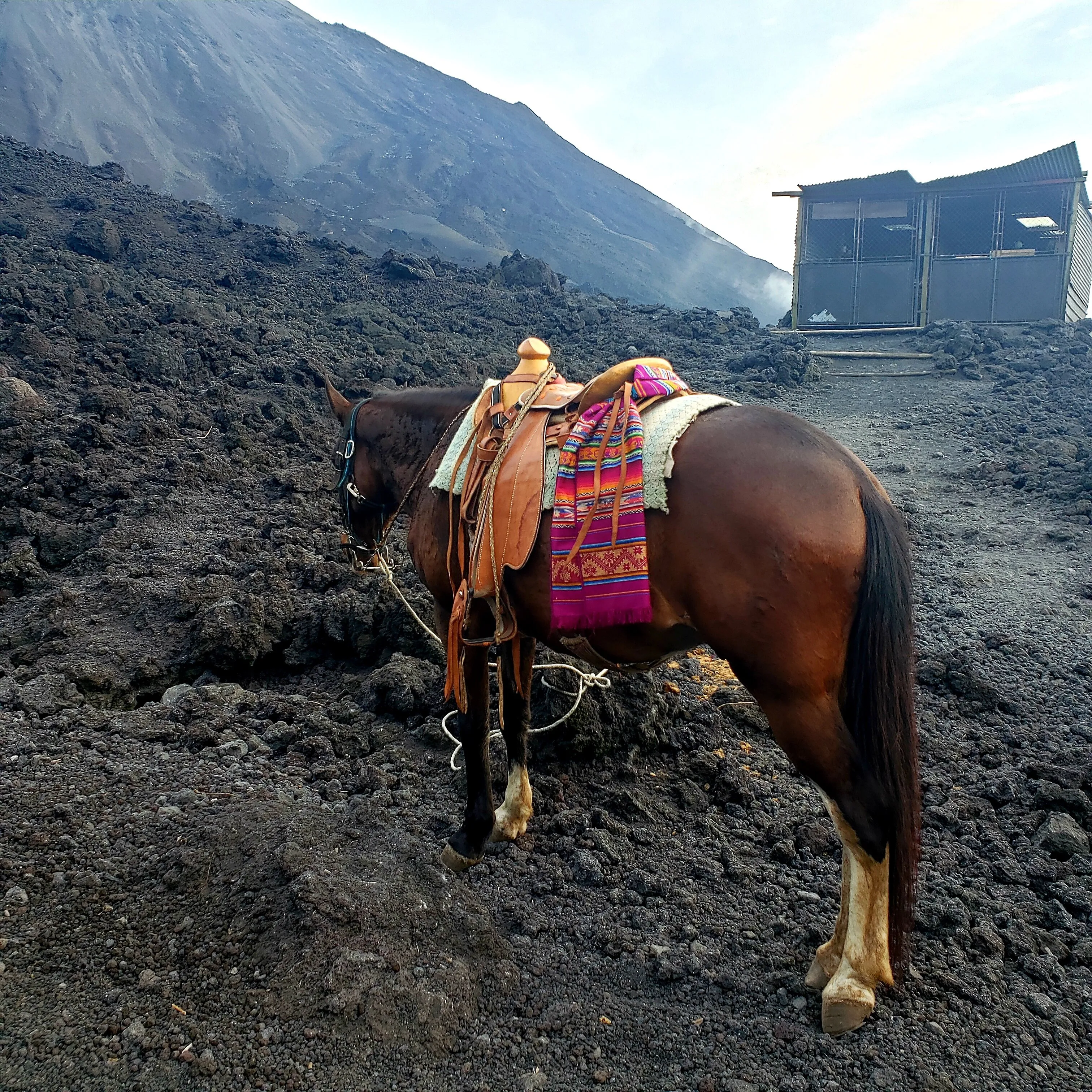 Horse on a volcano summit -Pacaya