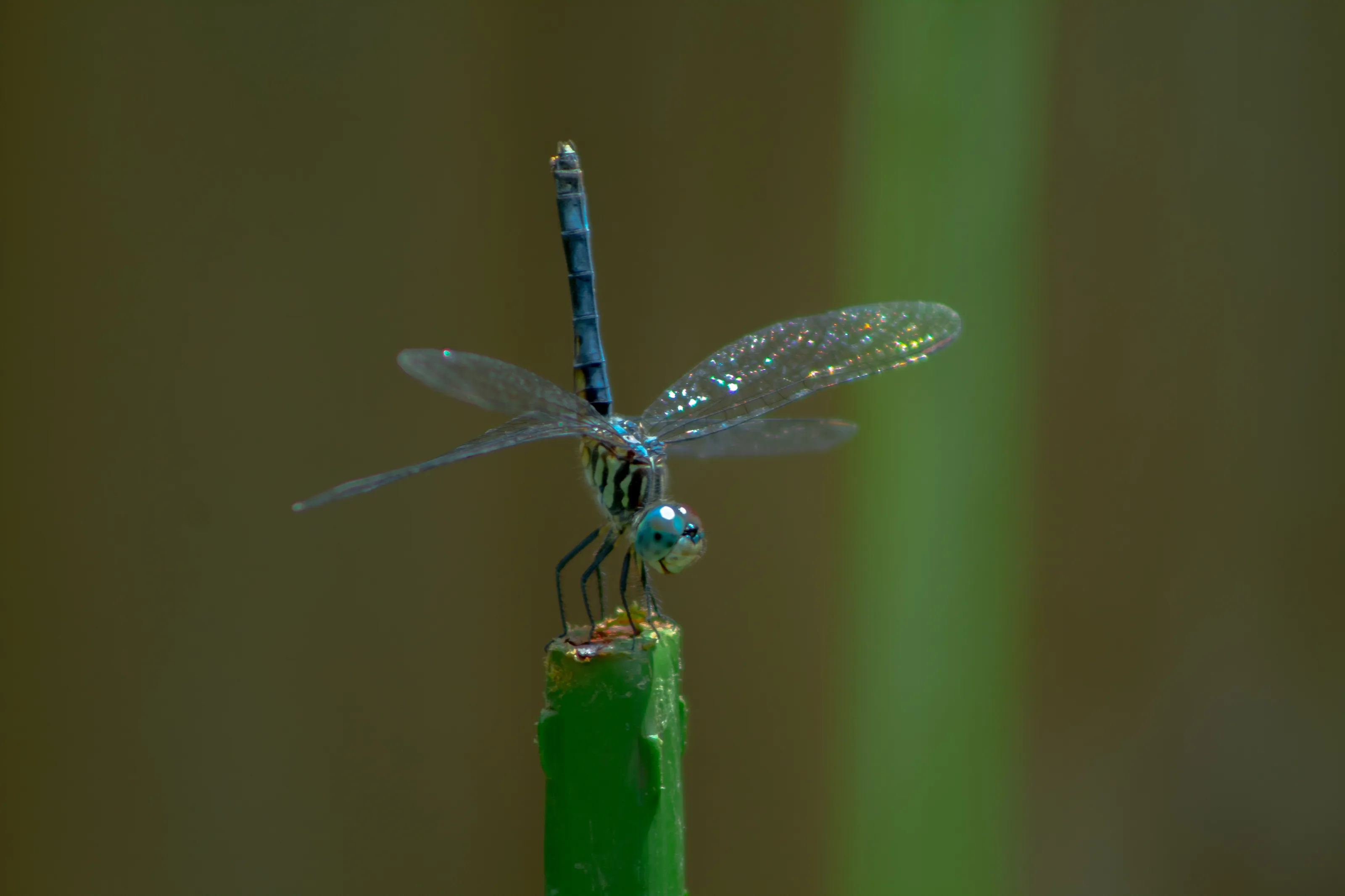 Blue Dasher DragonFly