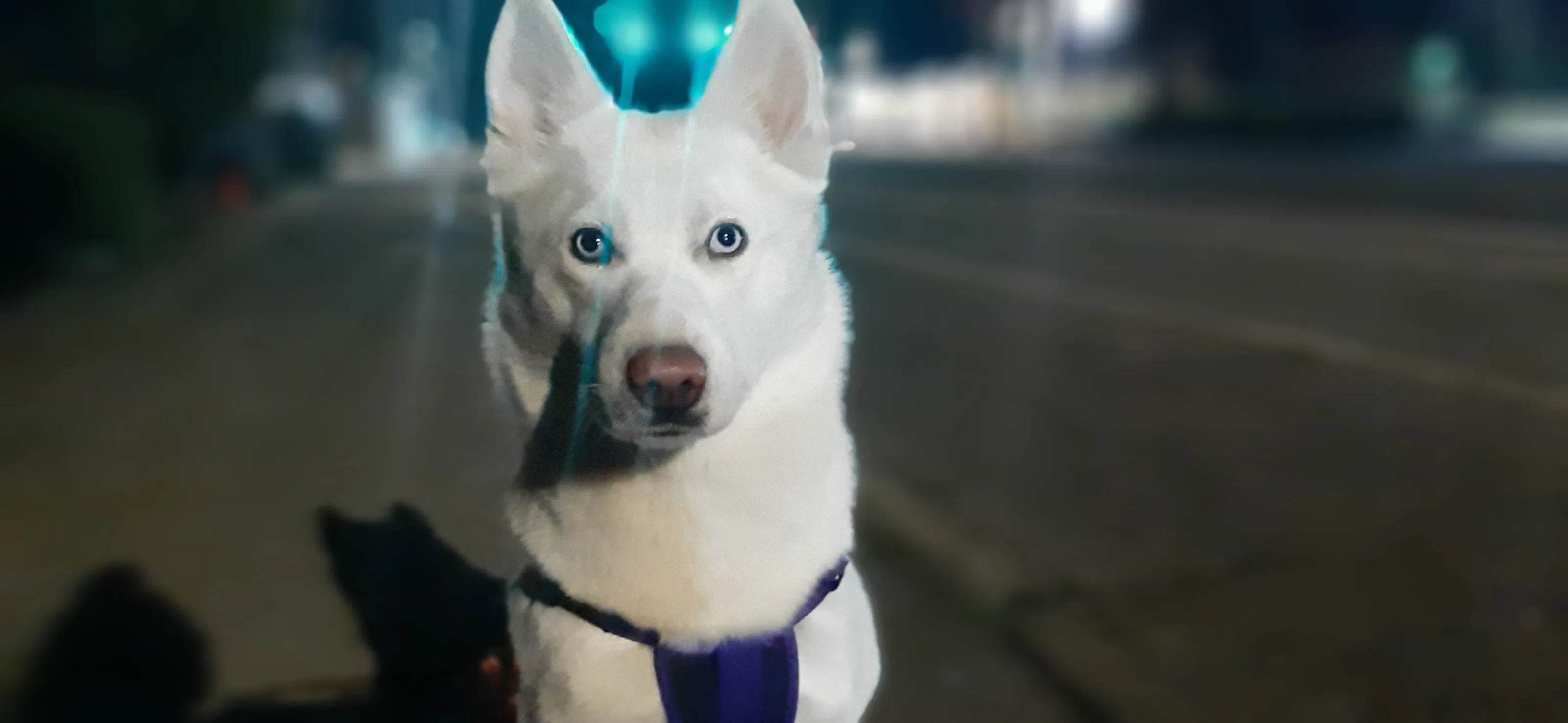 my pet #animal #pet #dog #abstract#animal#architecture#business#documentary#flowers#foodanddrink#ind