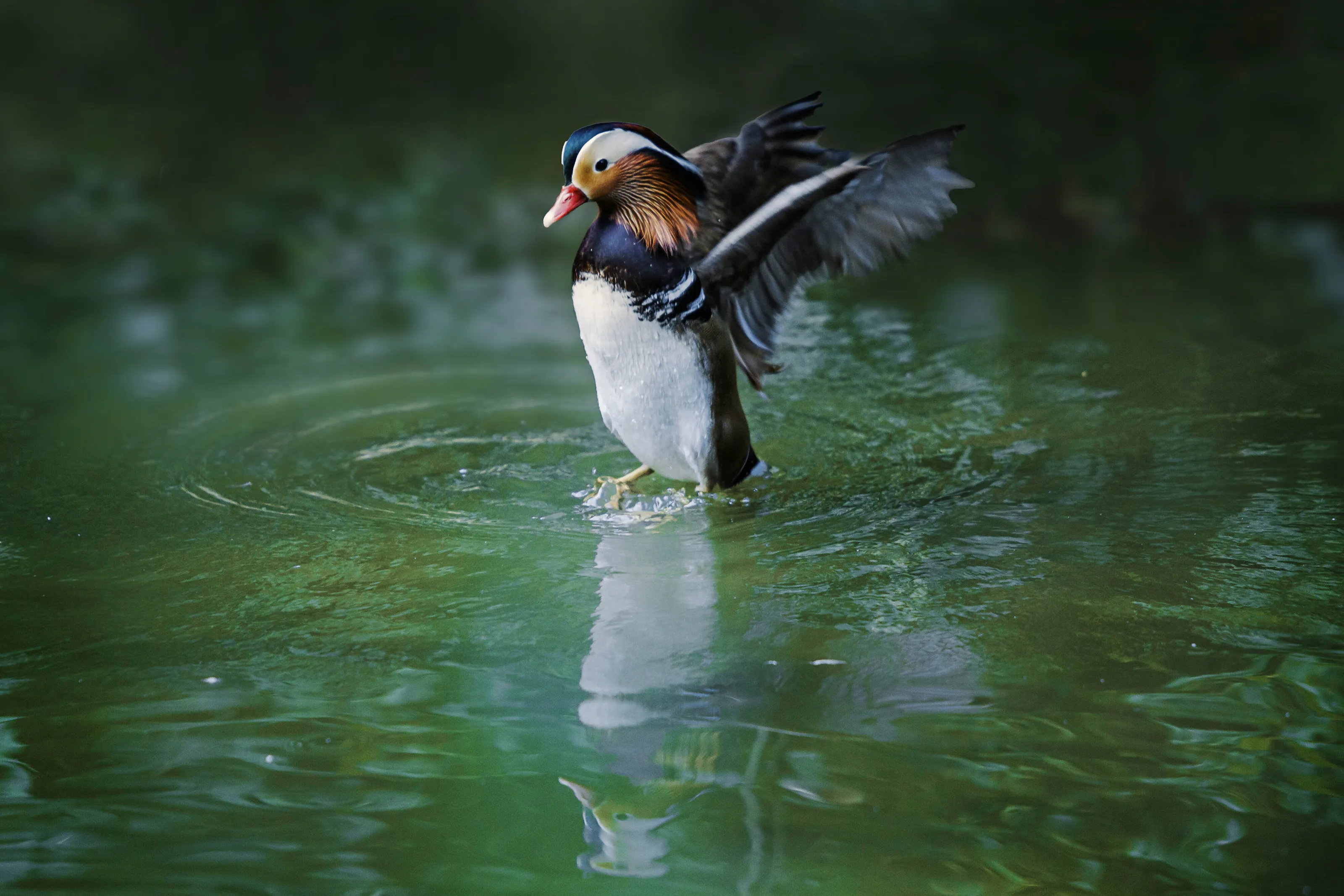 Flying Duck
