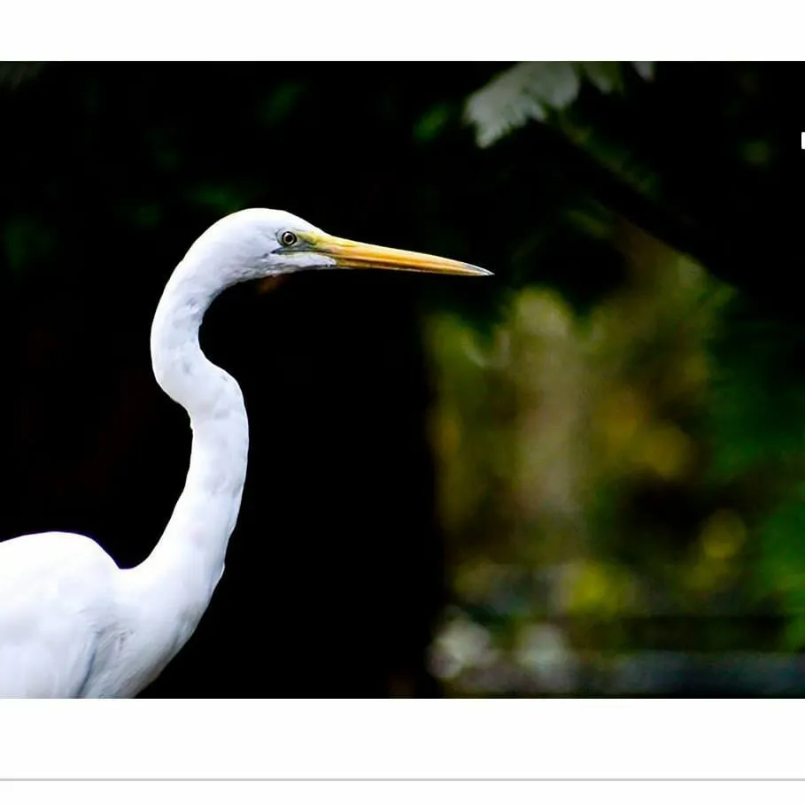 Peaceful Crane