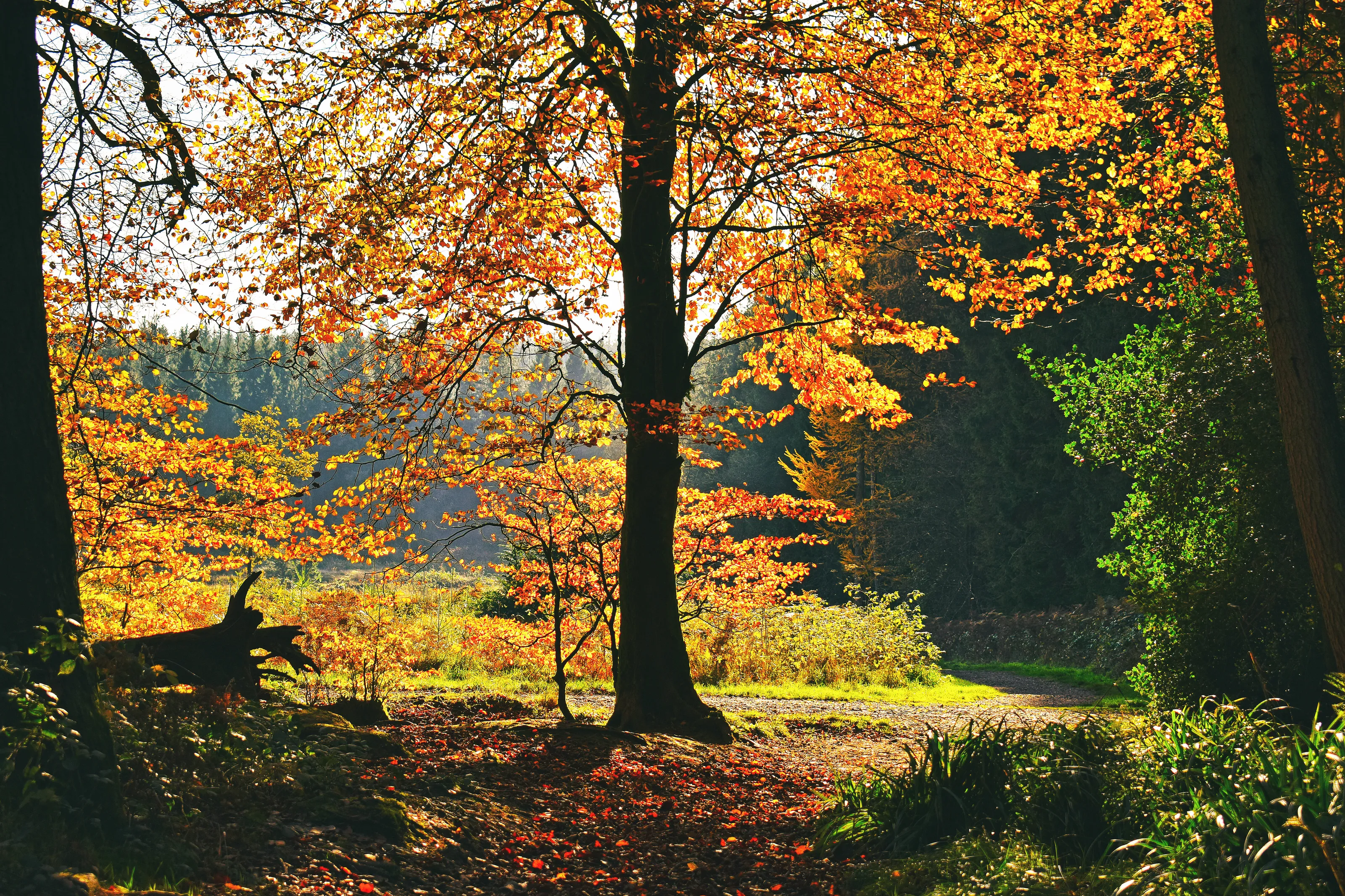 Autumn Colour