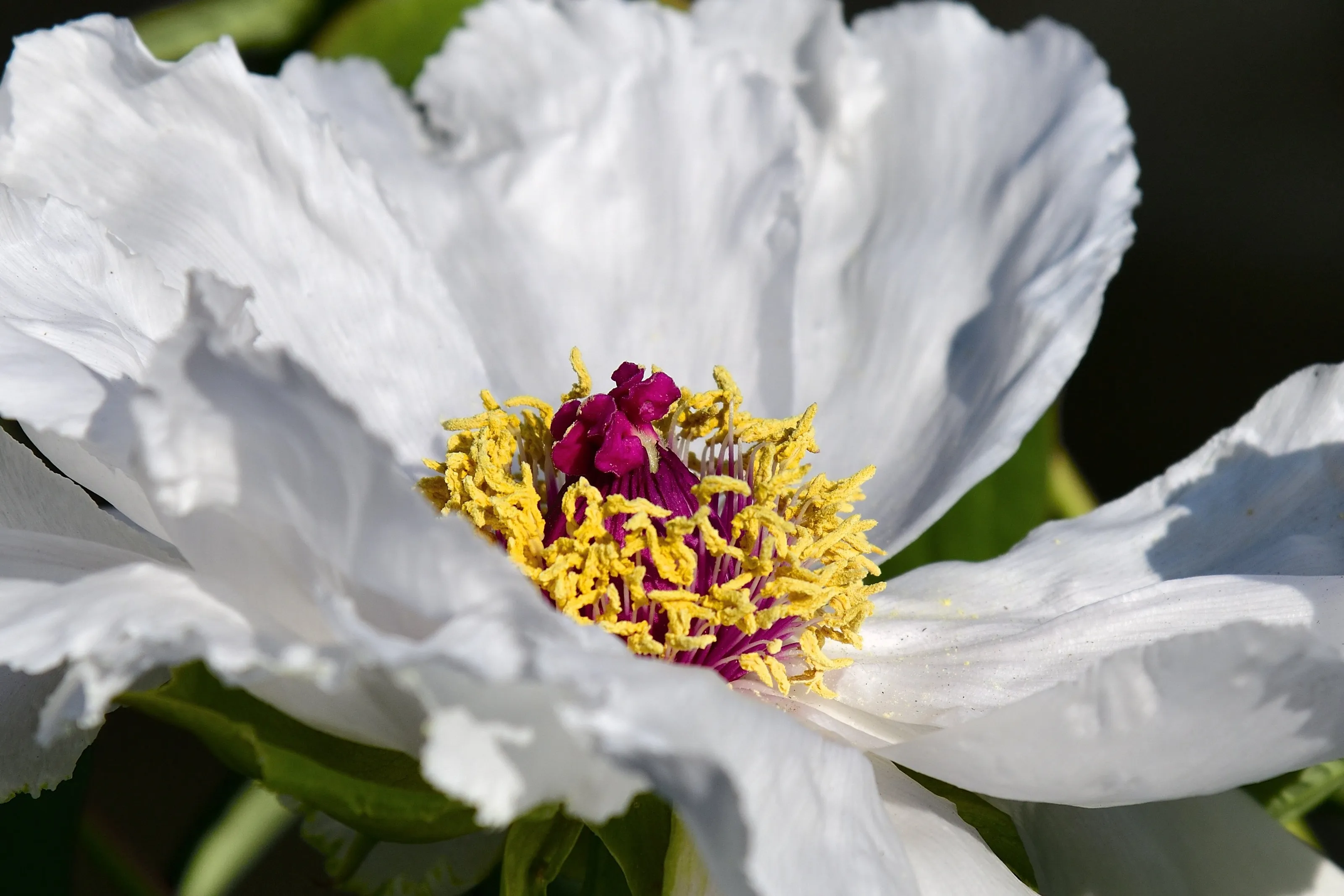 Paeonia