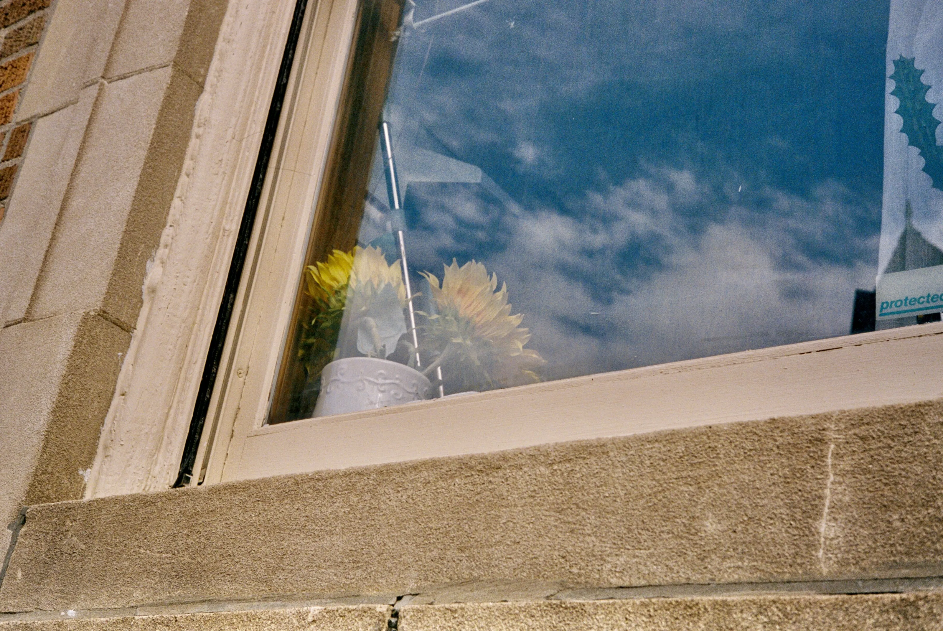Flowers by the window