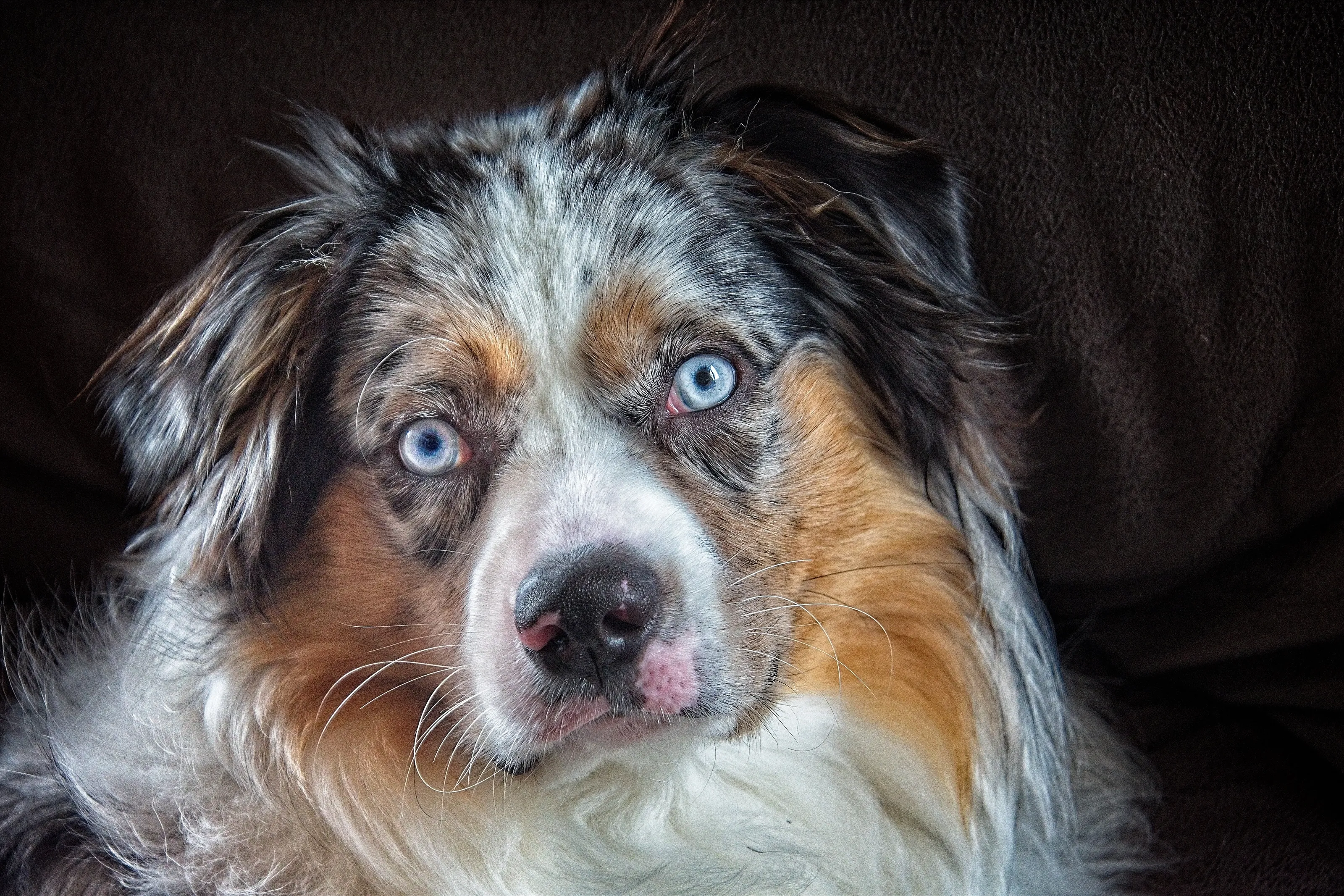 My puppy