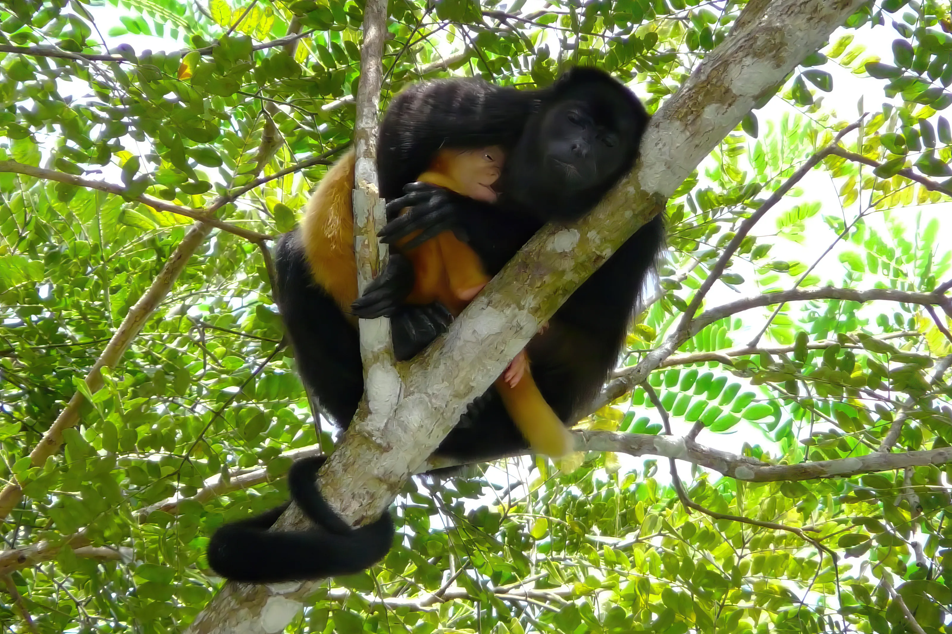 Jungle Love