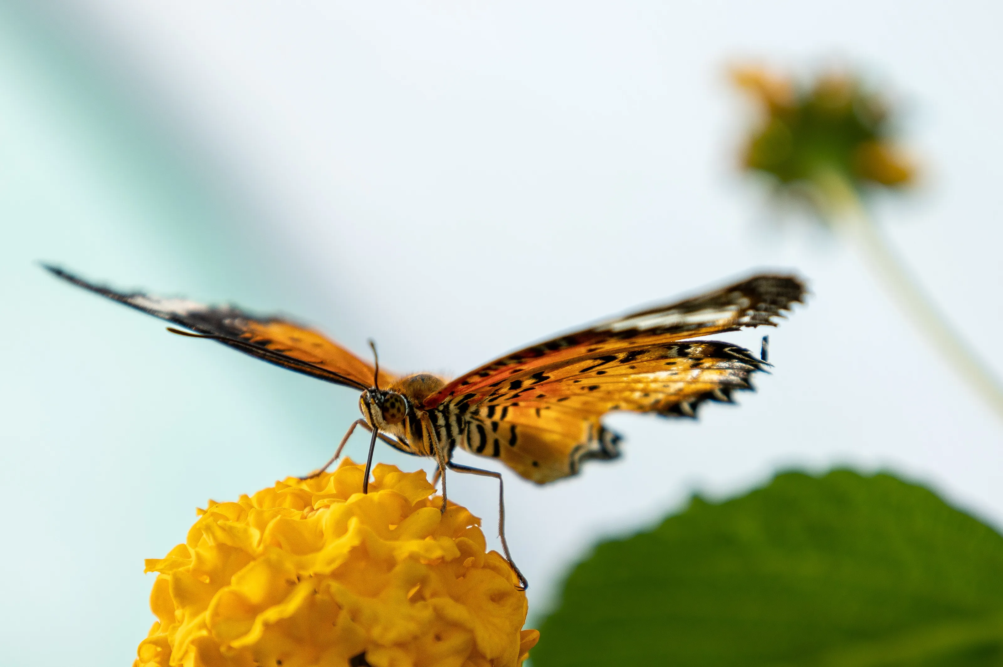 Sweet yellow harmony