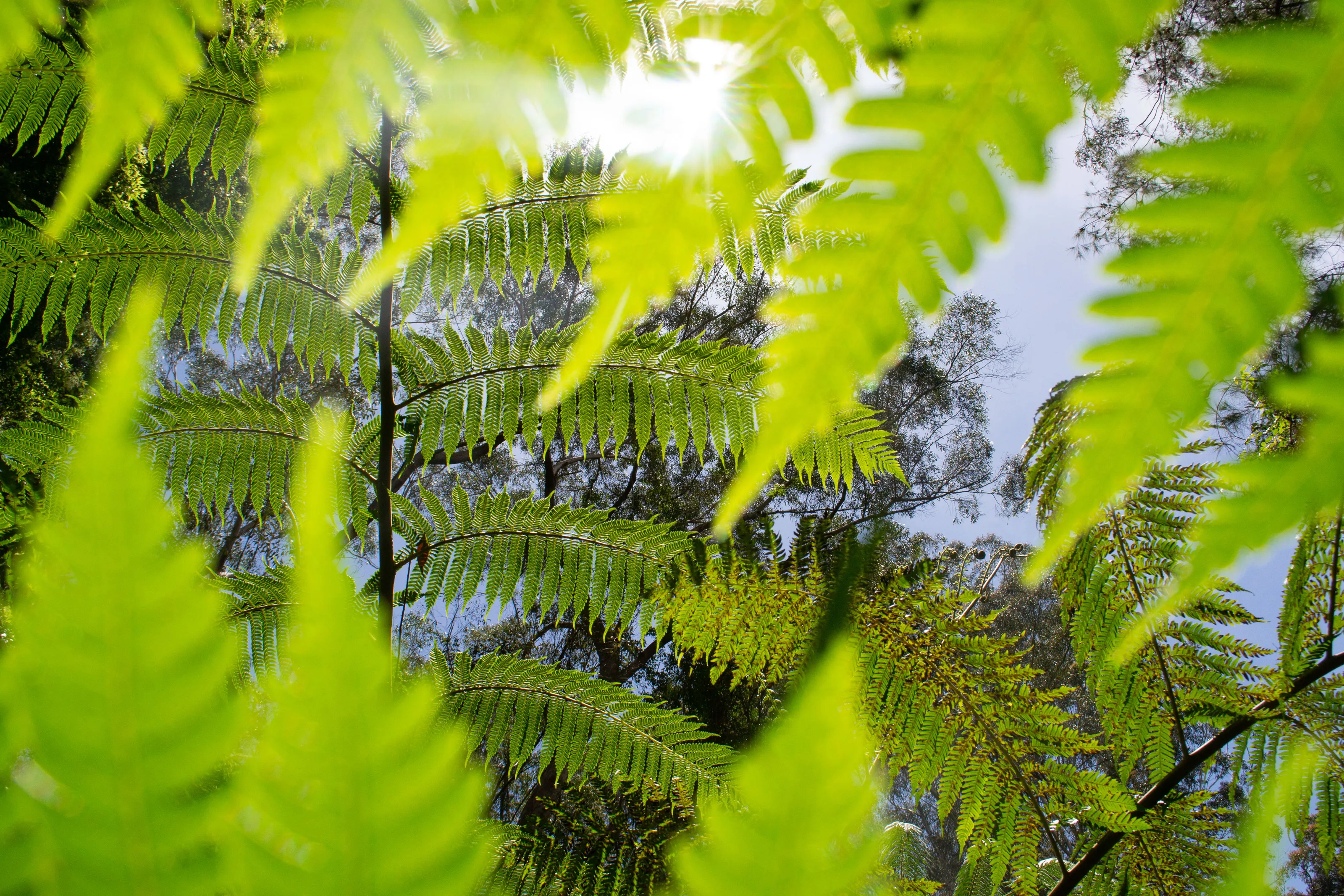 Nature