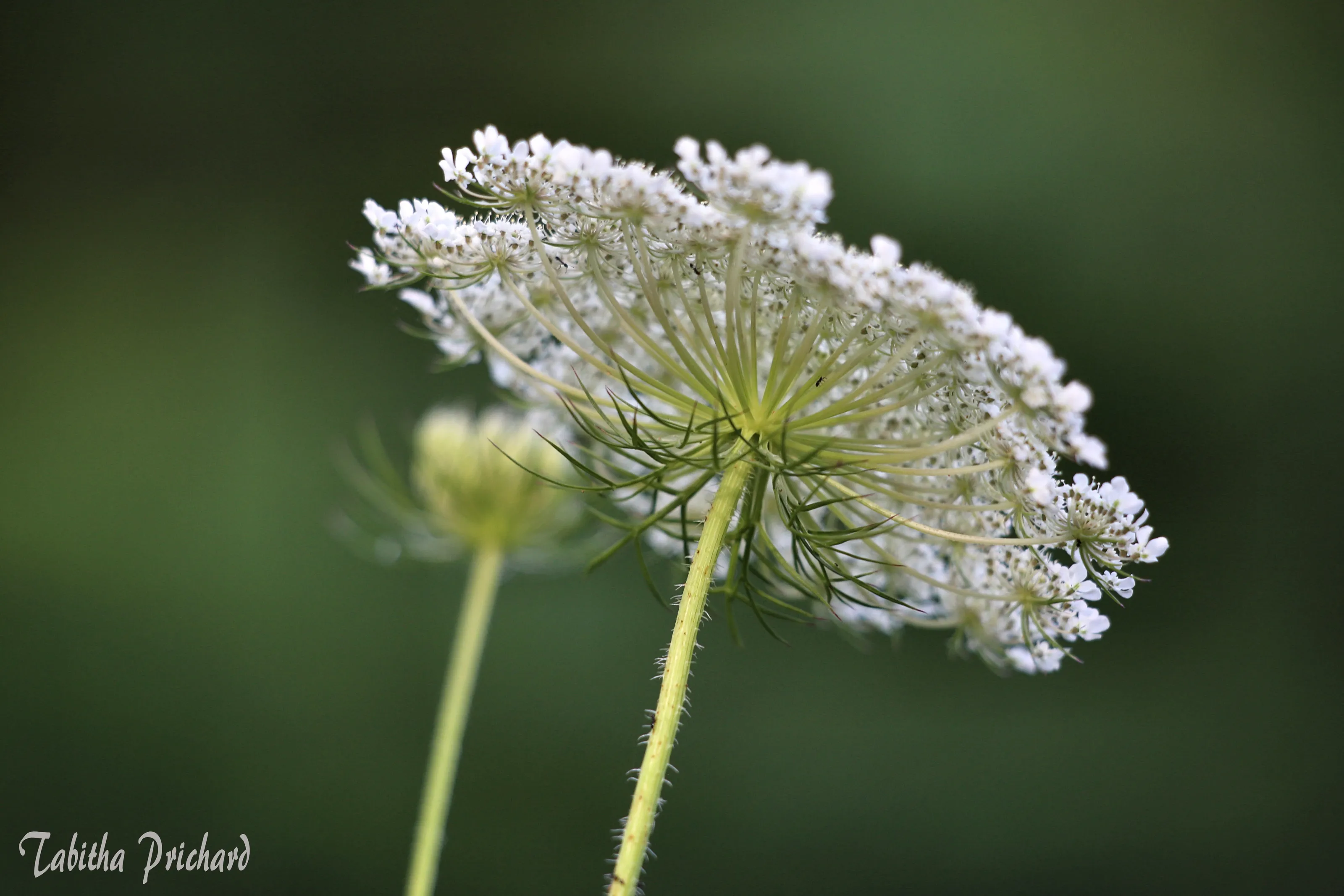 Queen Anne's Lace