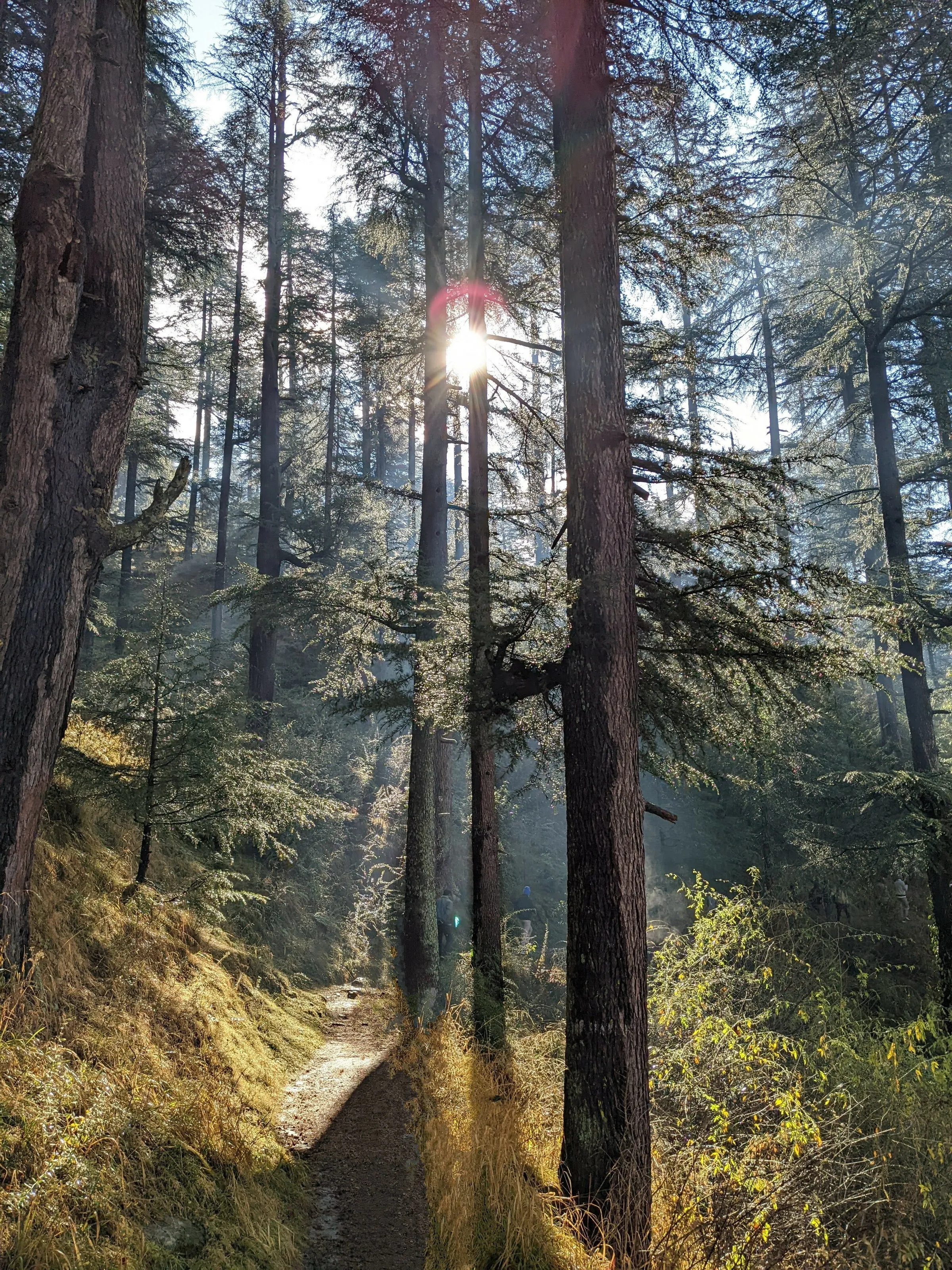 The Canopy