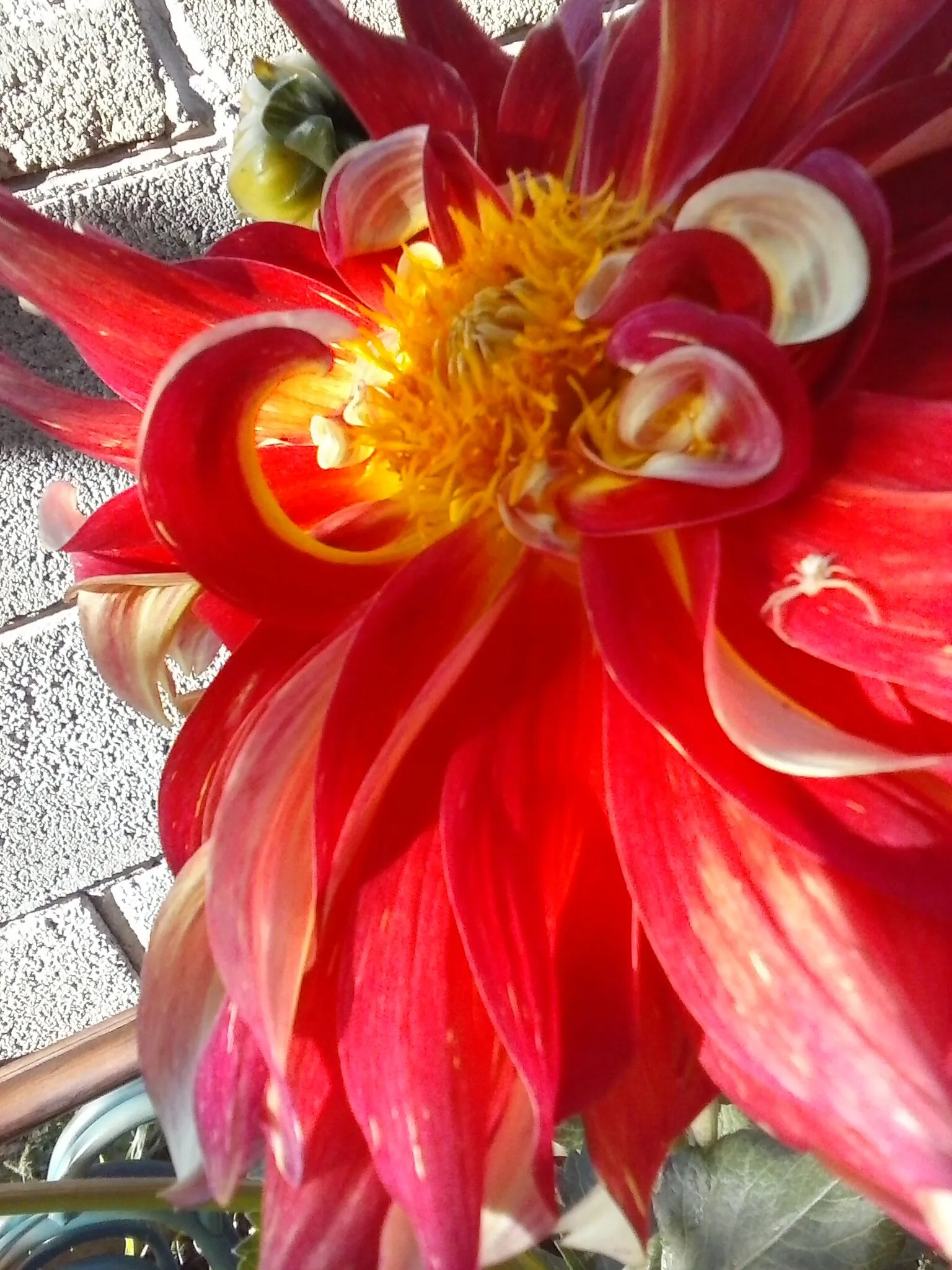 Fire Dahlia and her protector