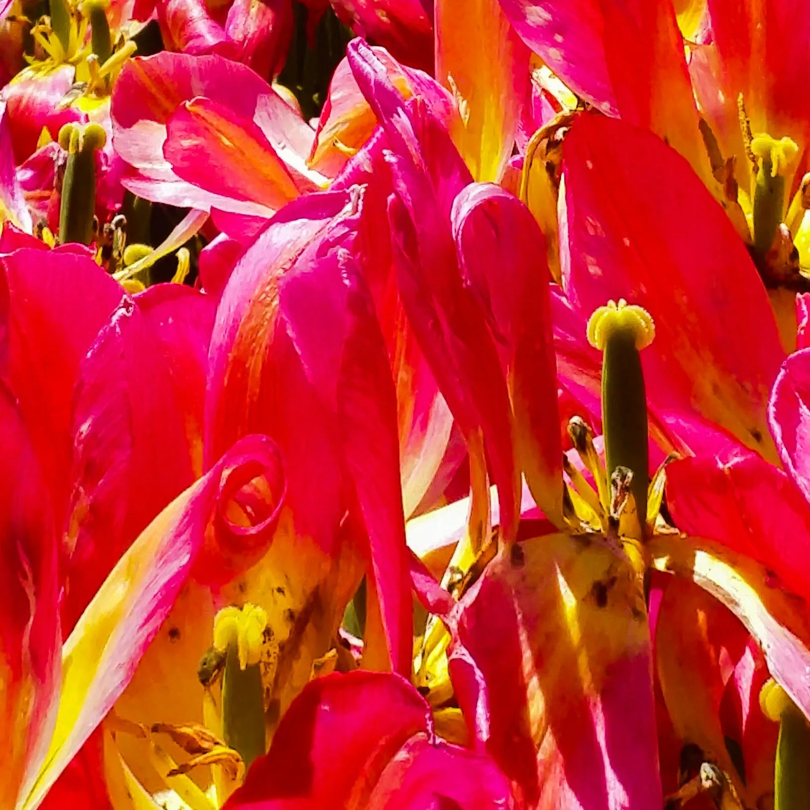 Longwood Spring