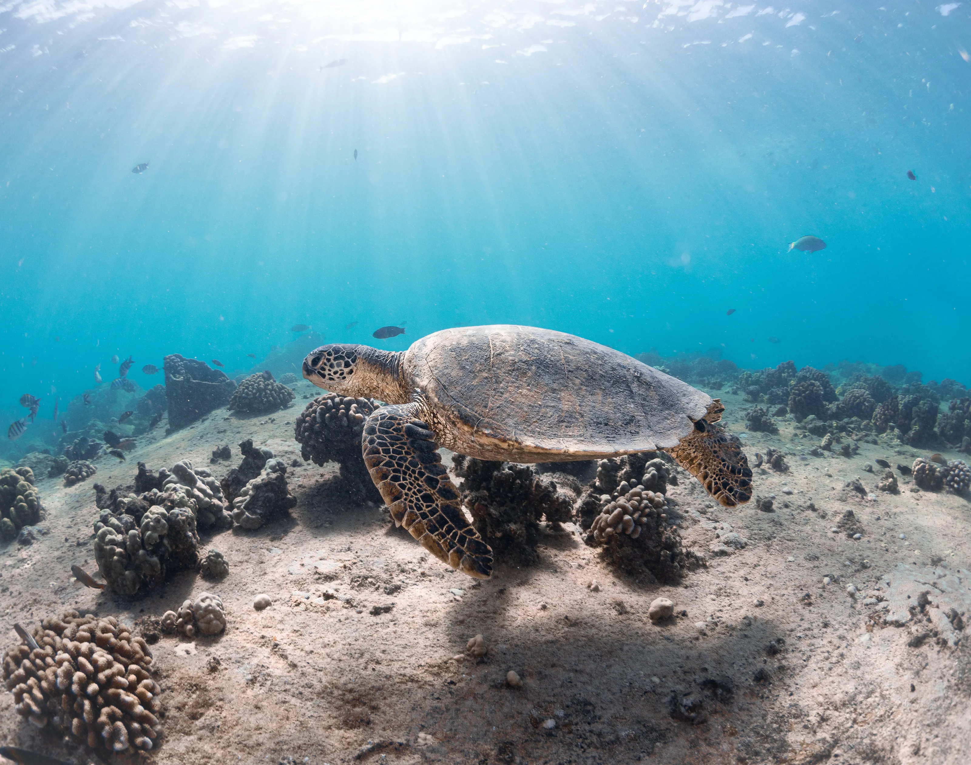 Green Sea Turtle