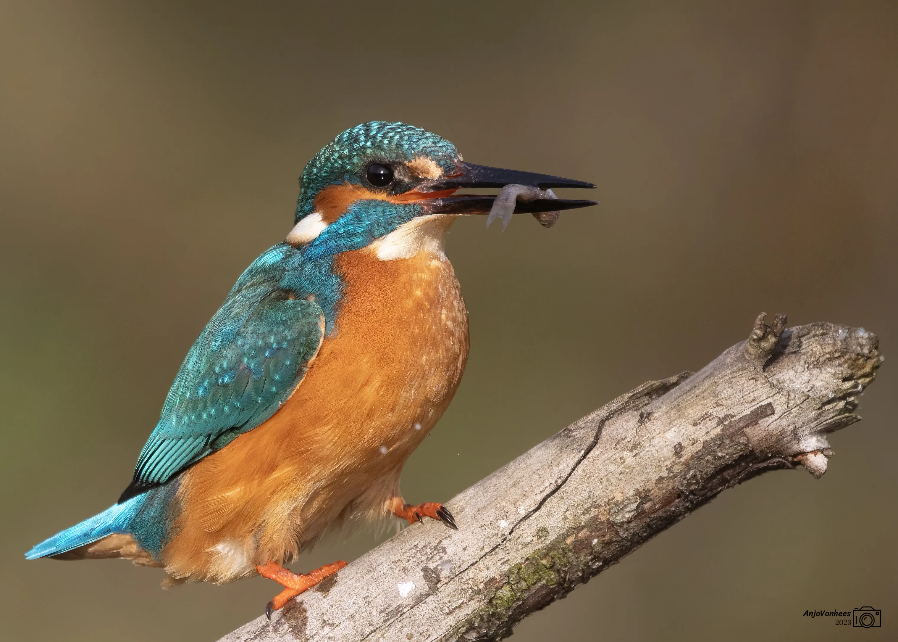 Kingfisher