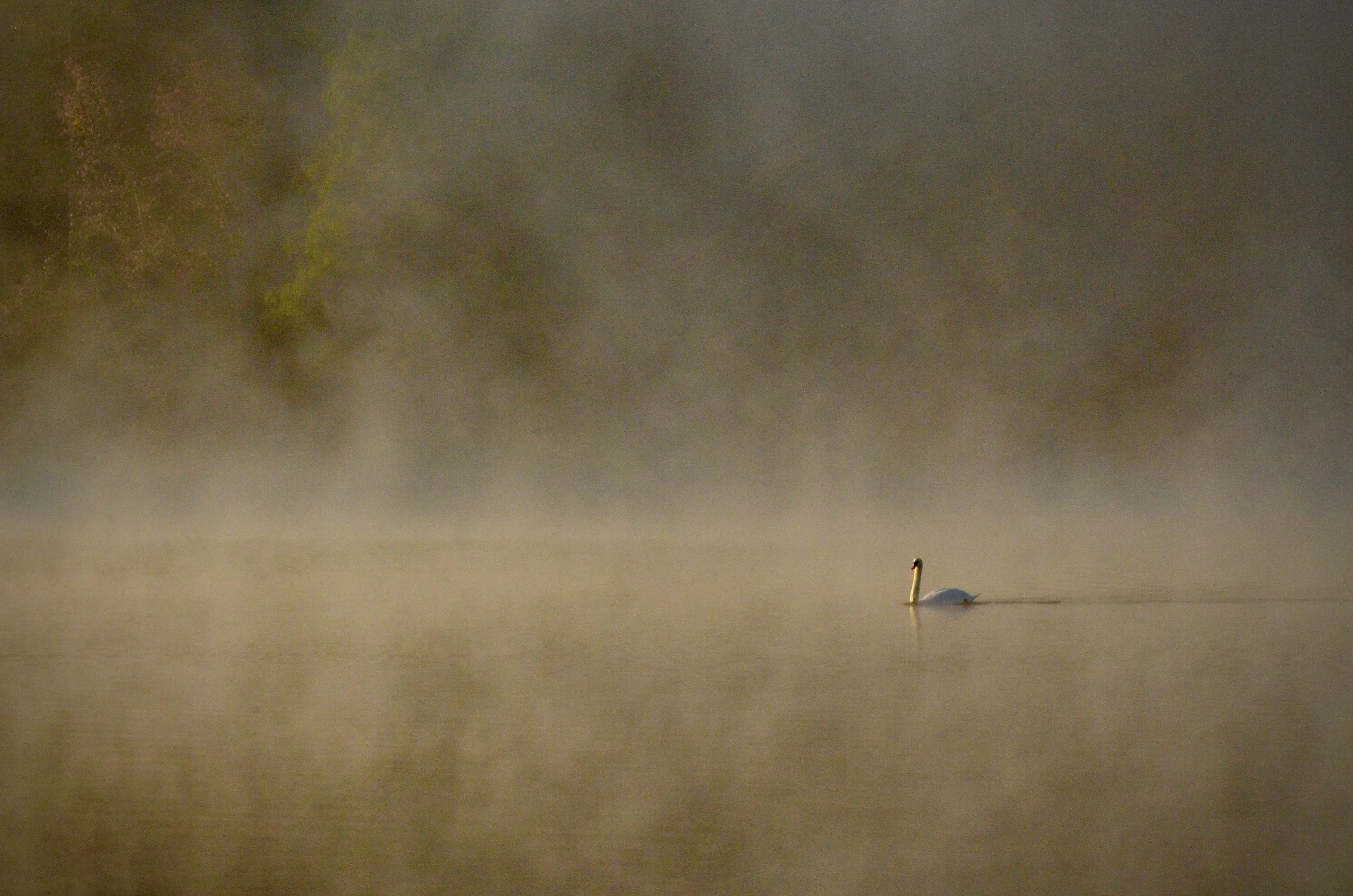 First Swan on the Morning