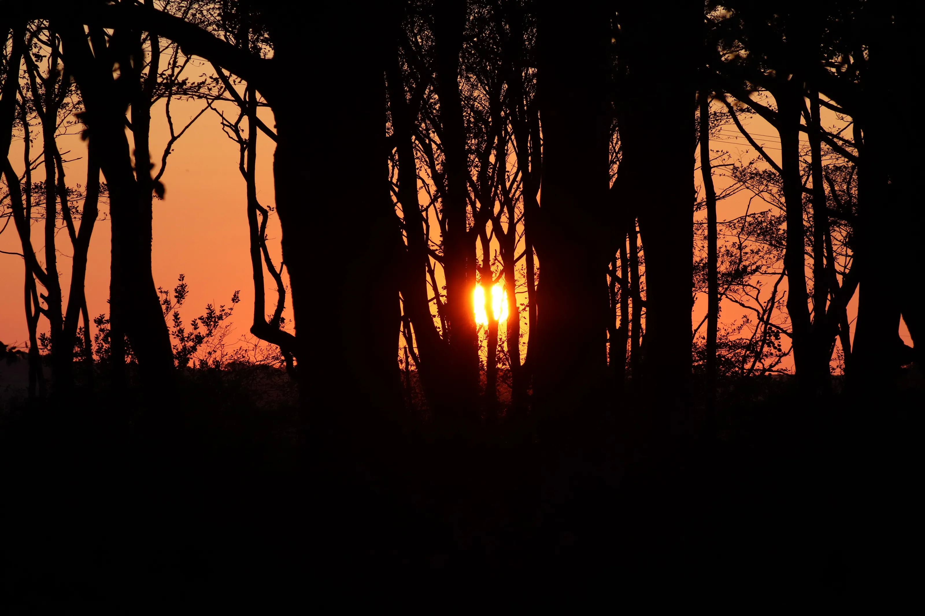 Sun setting behind trees