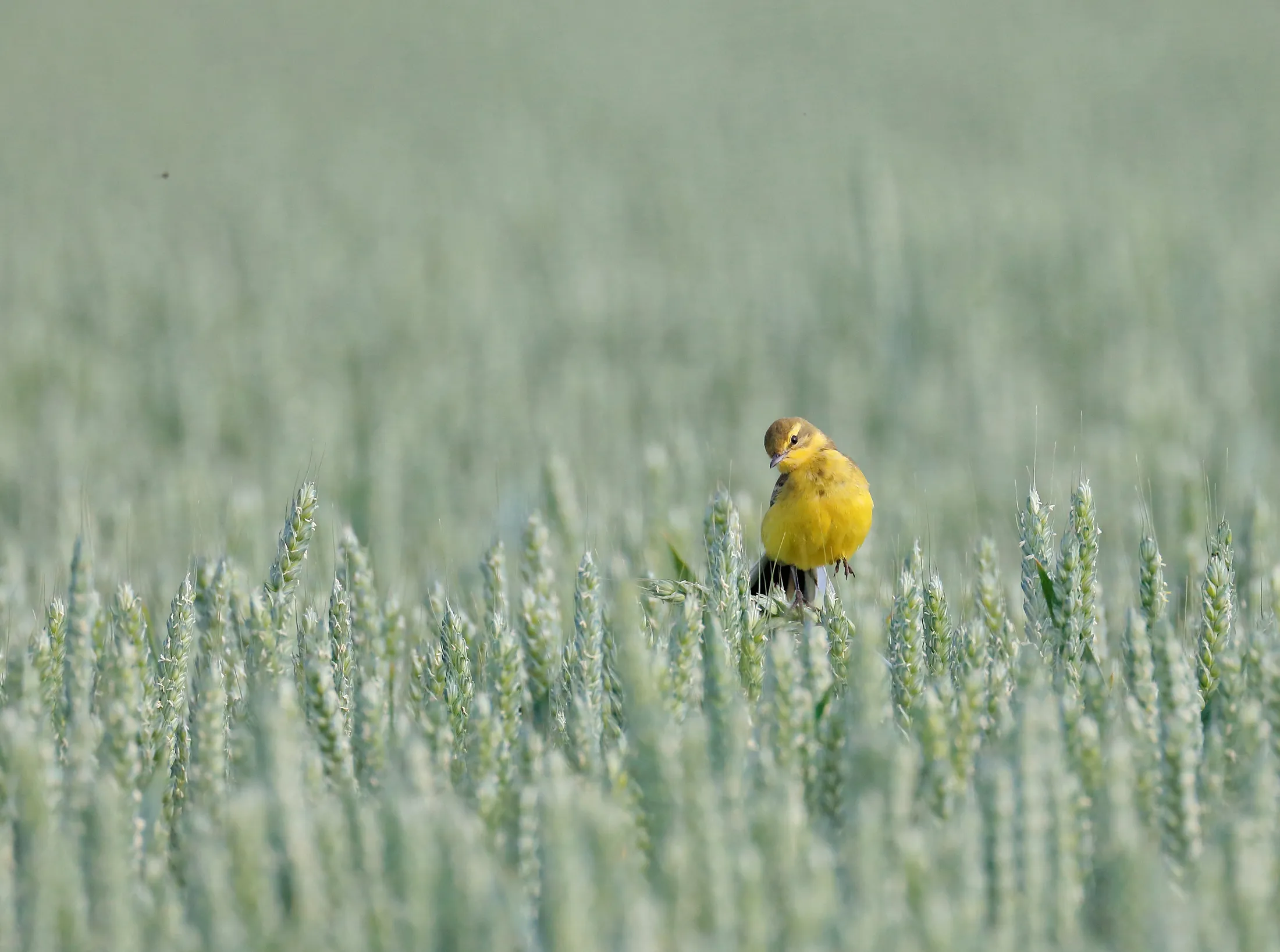 Stand out