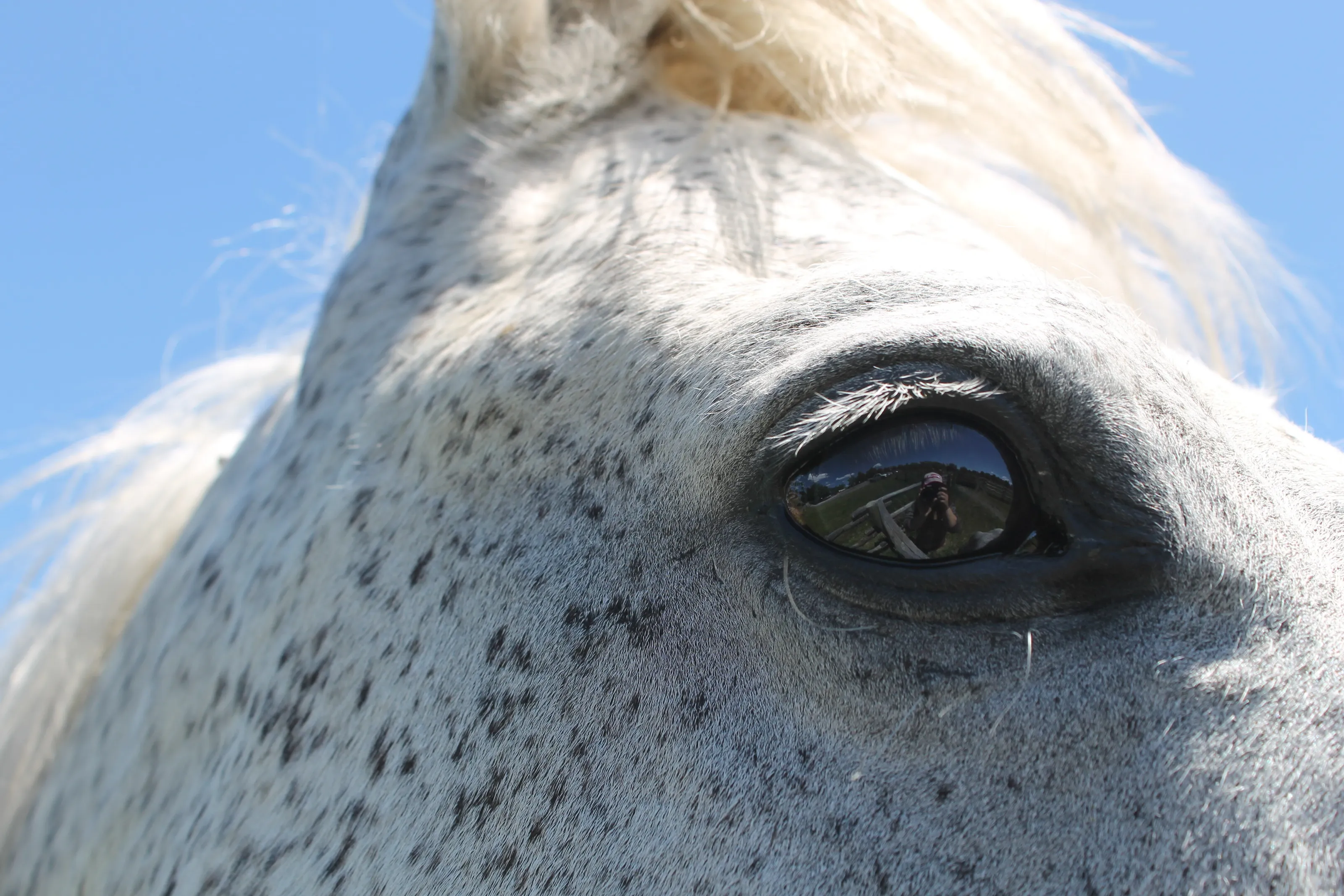 through a horses eyes