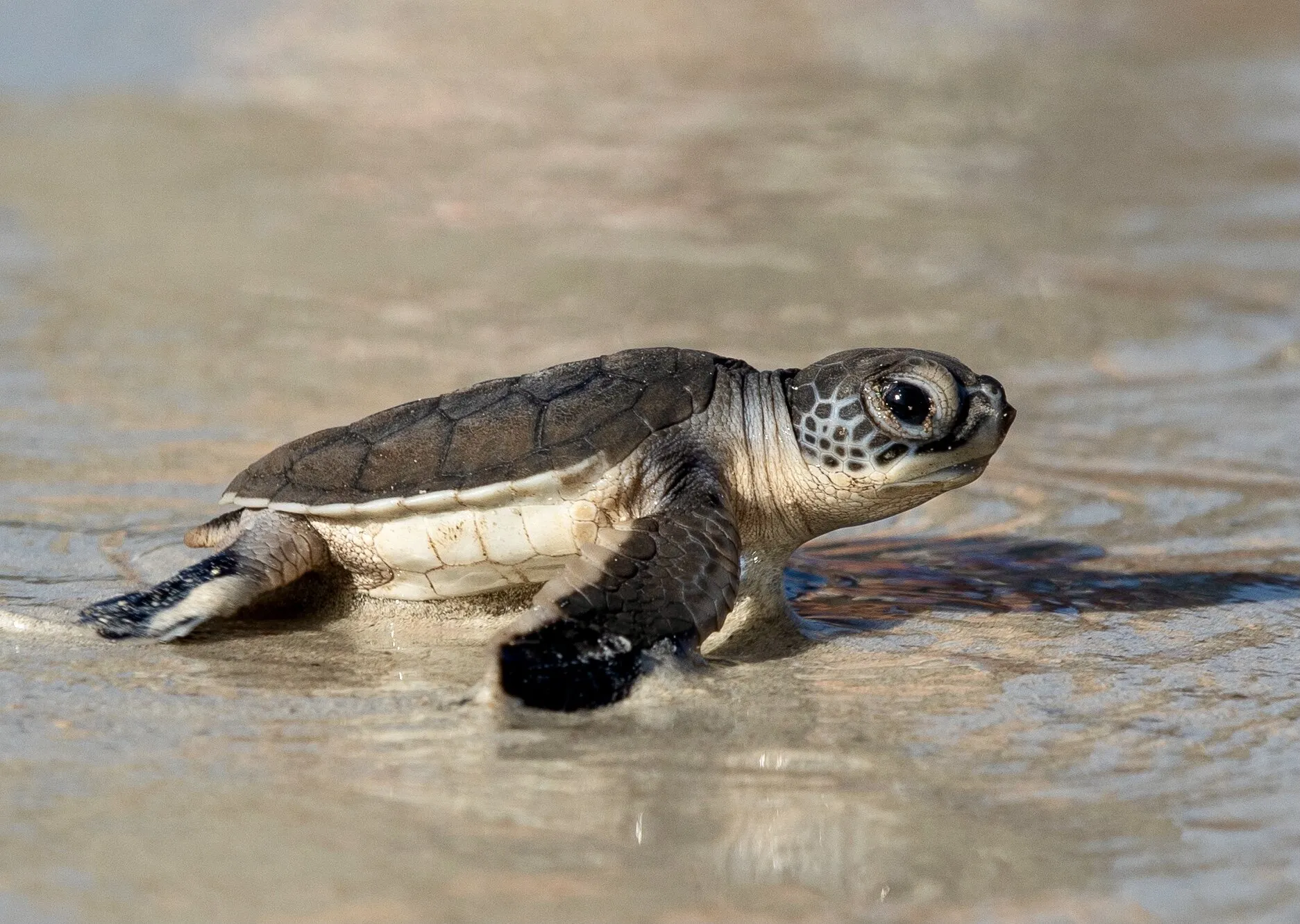 Hatchling
