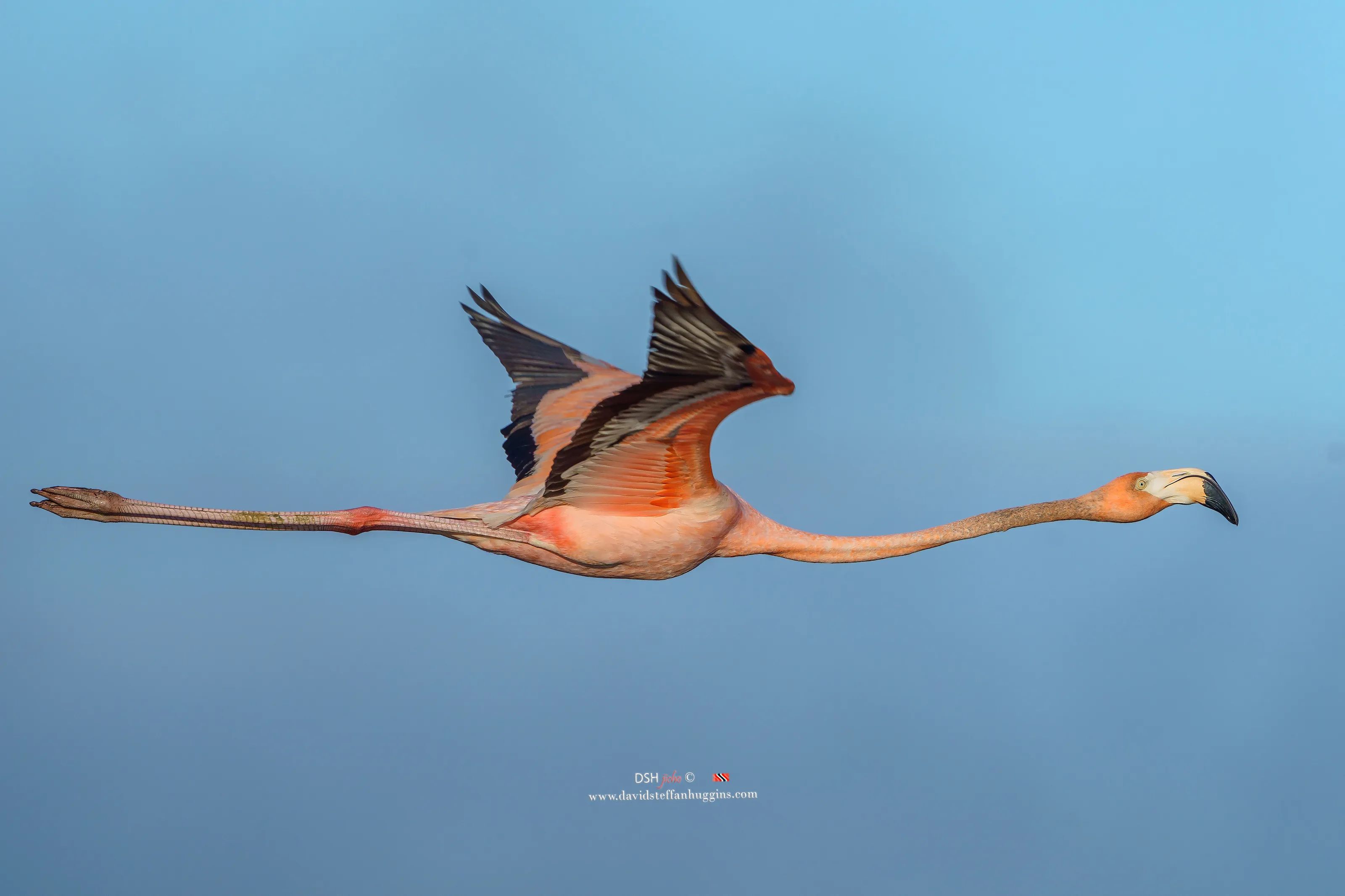 American Flamingo at Caroni