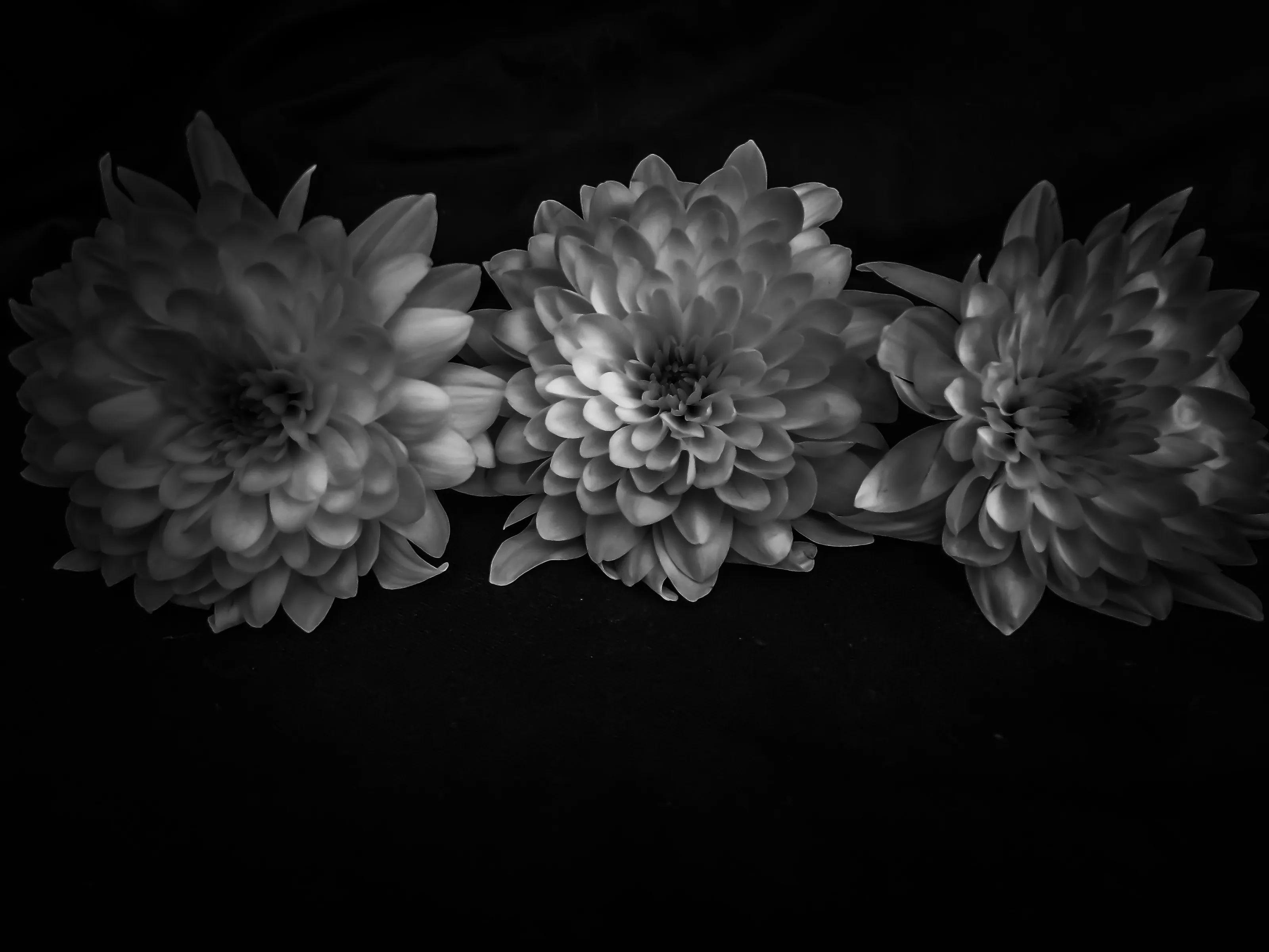 cut flowers