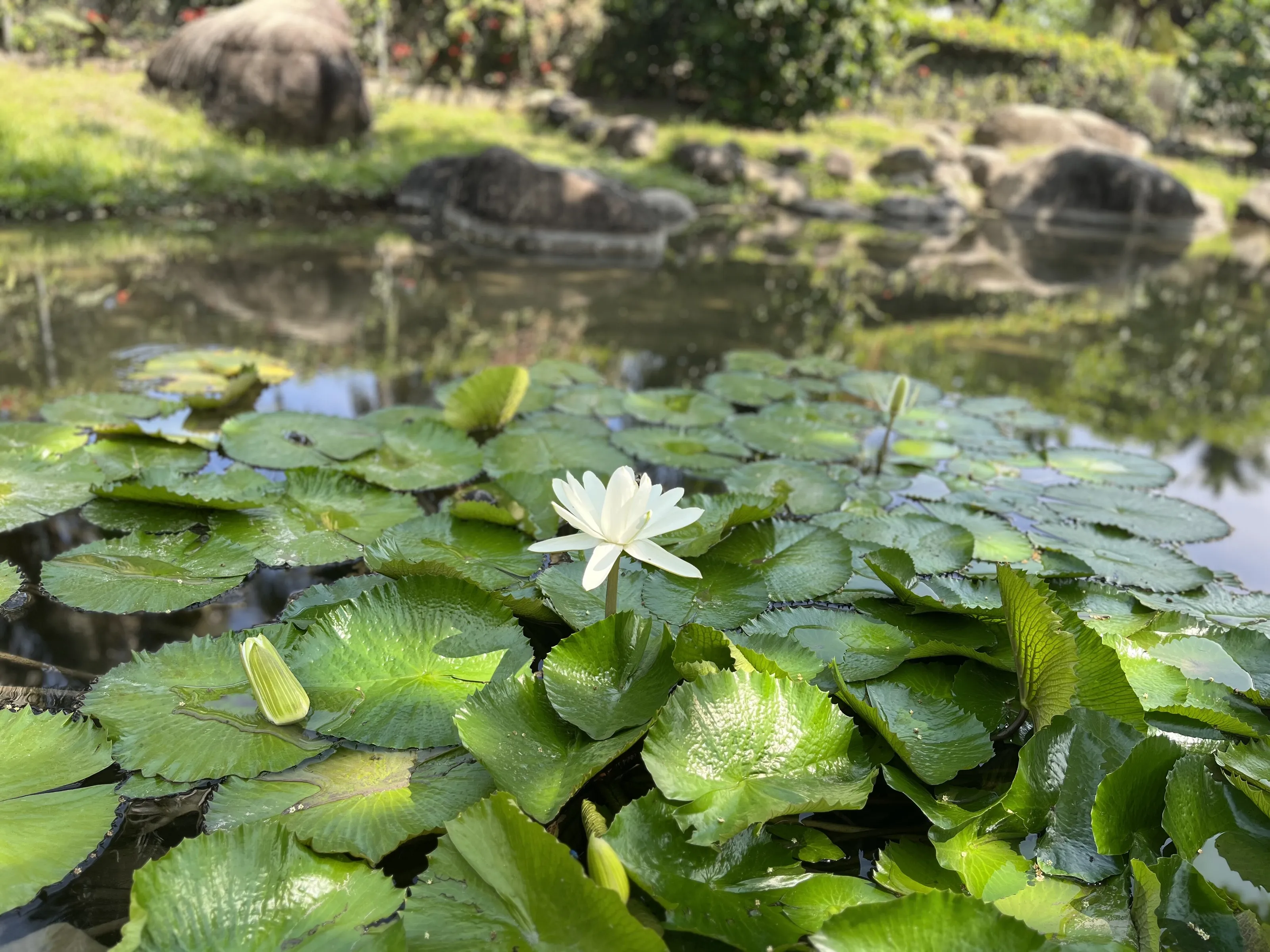 Lonely Lilly