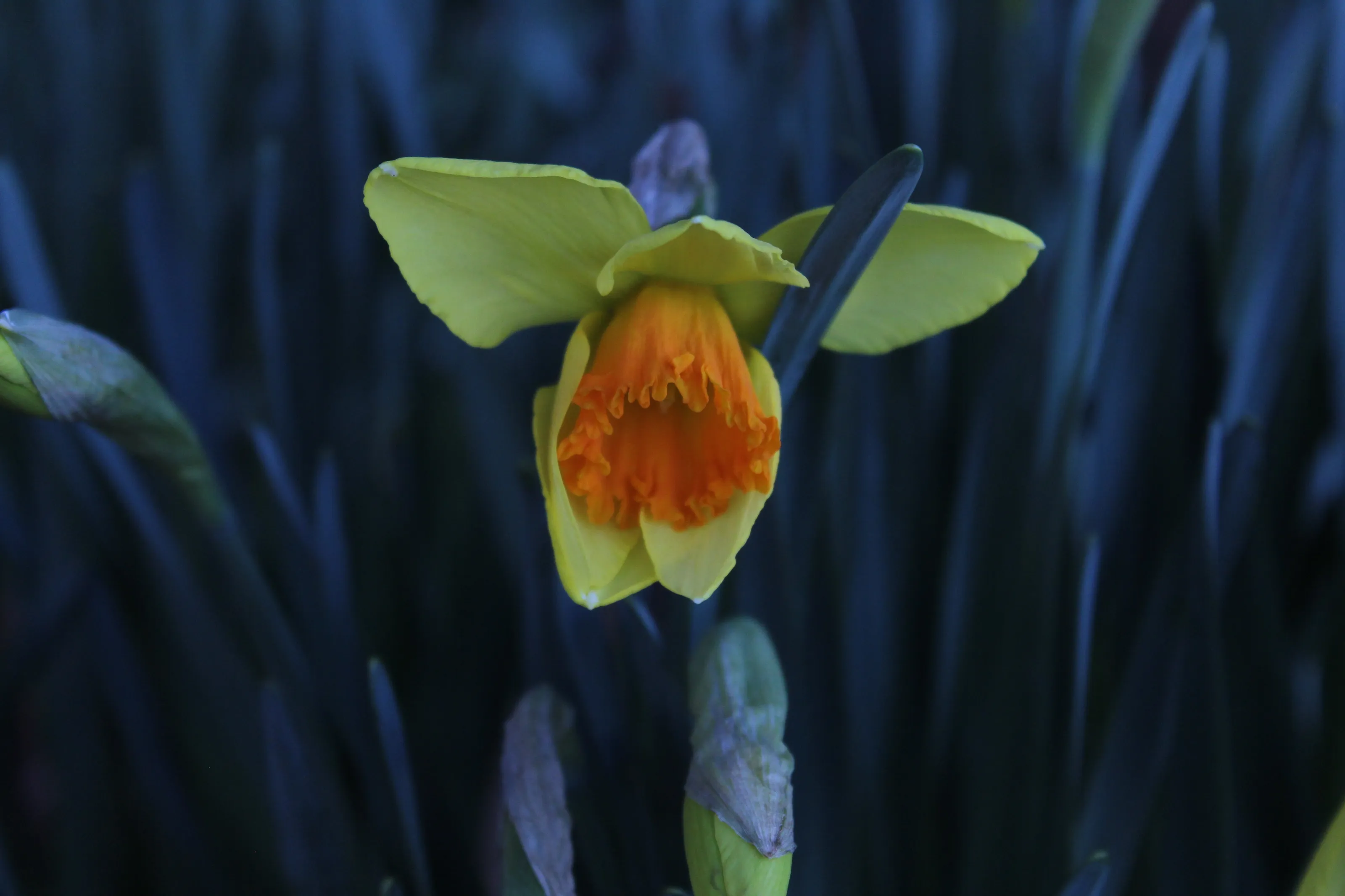 Daffodil