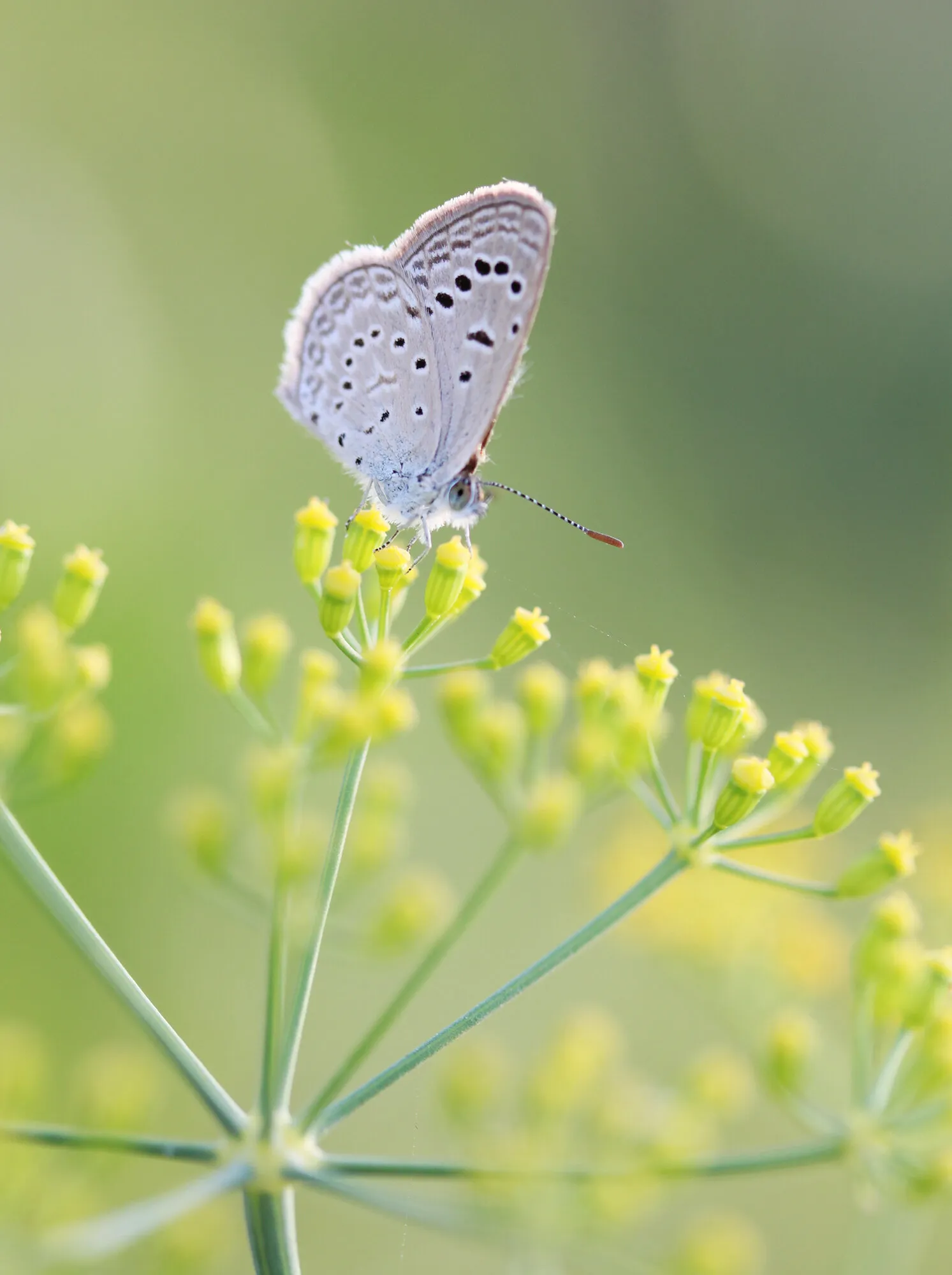 Elegant Nature