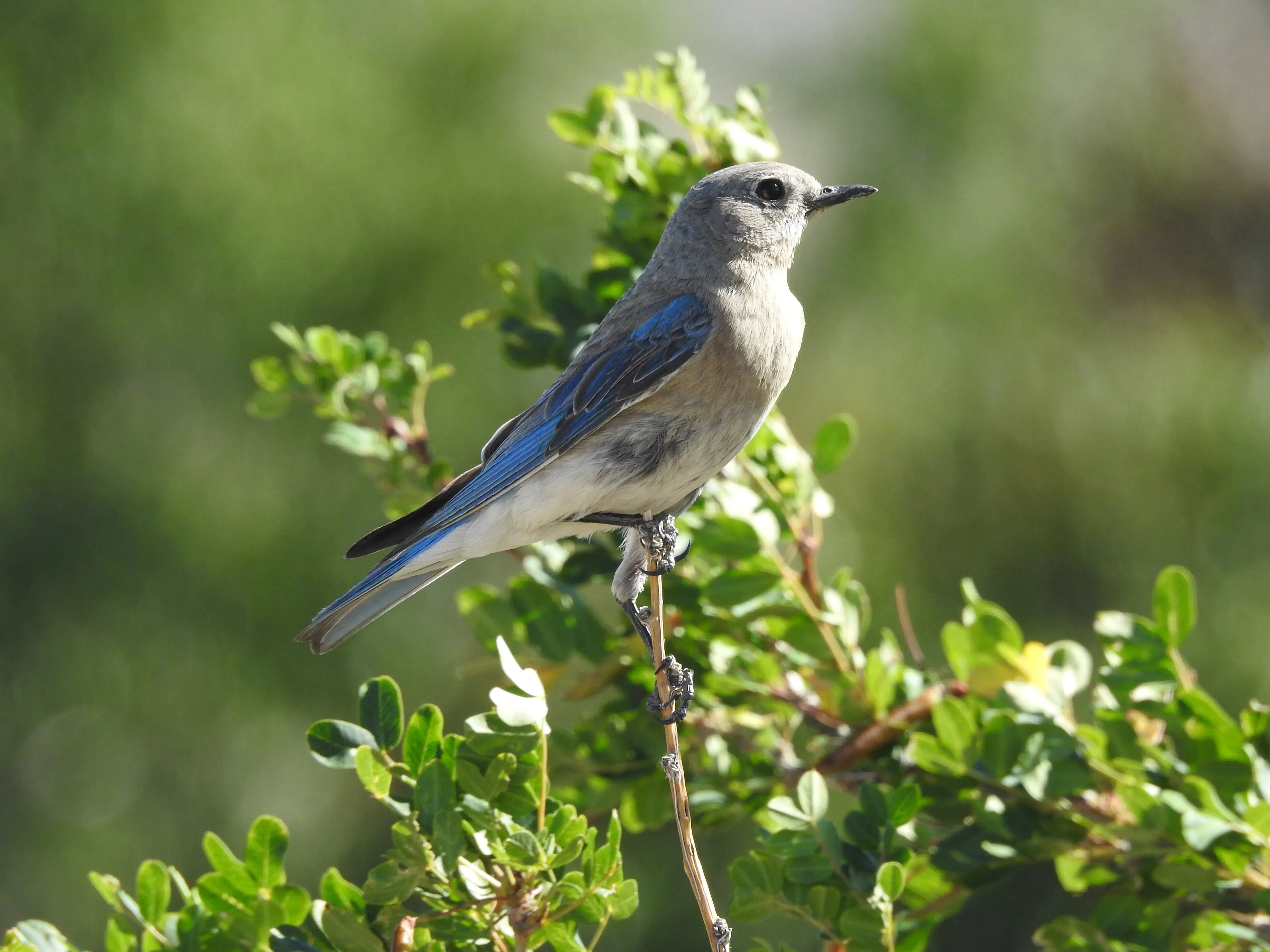 Female Mountain Blue Bird
