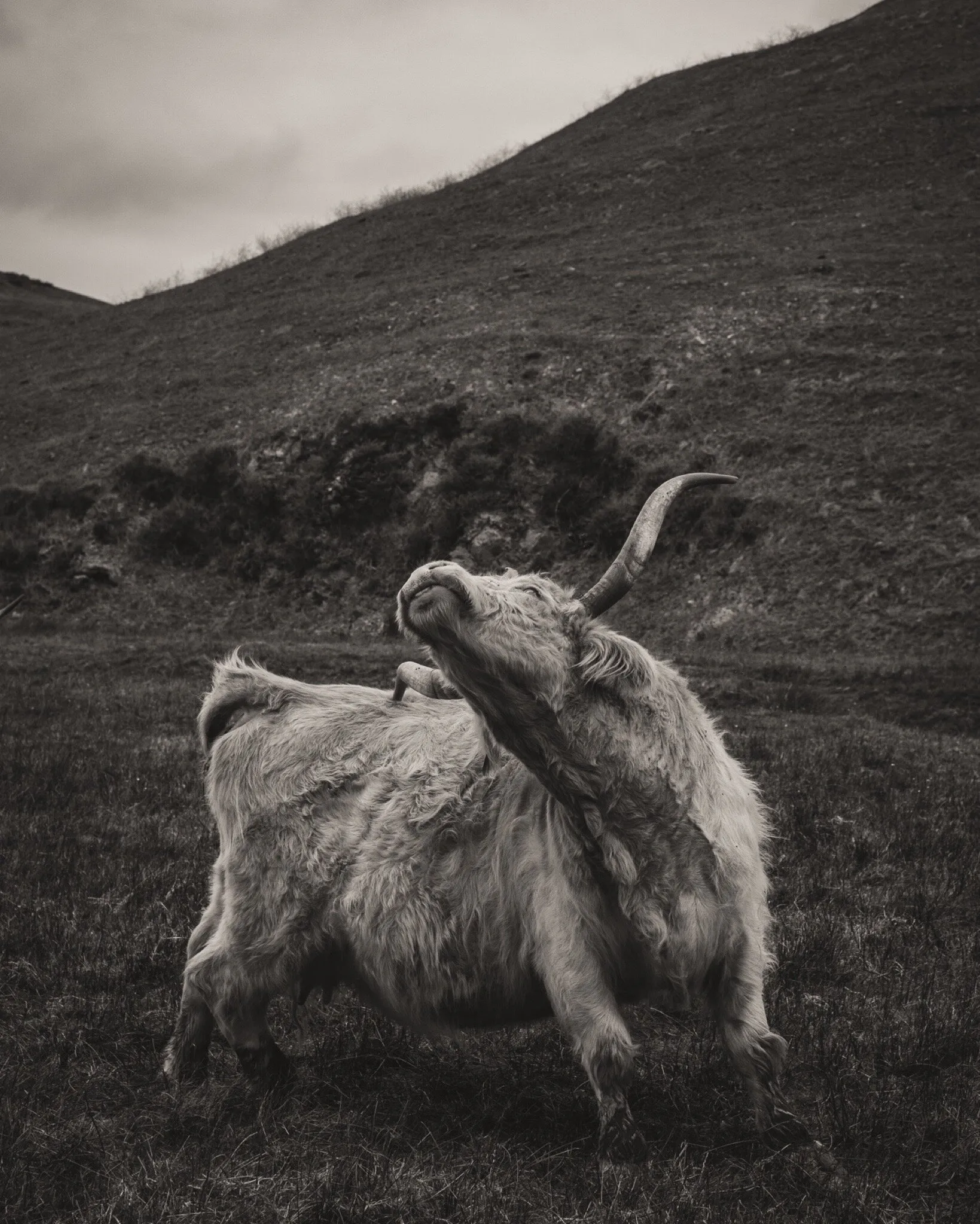 The Cow