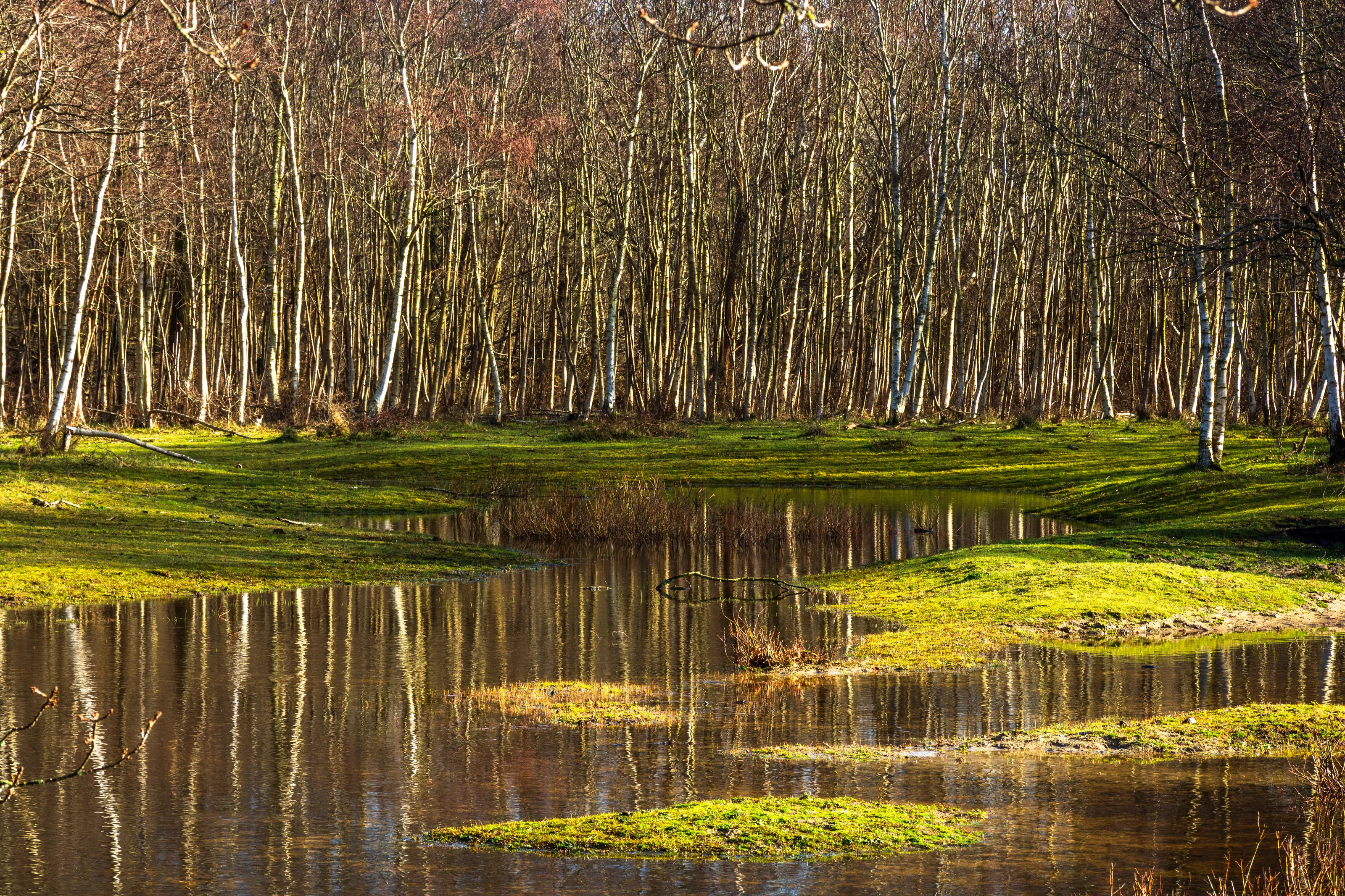 Birch on green