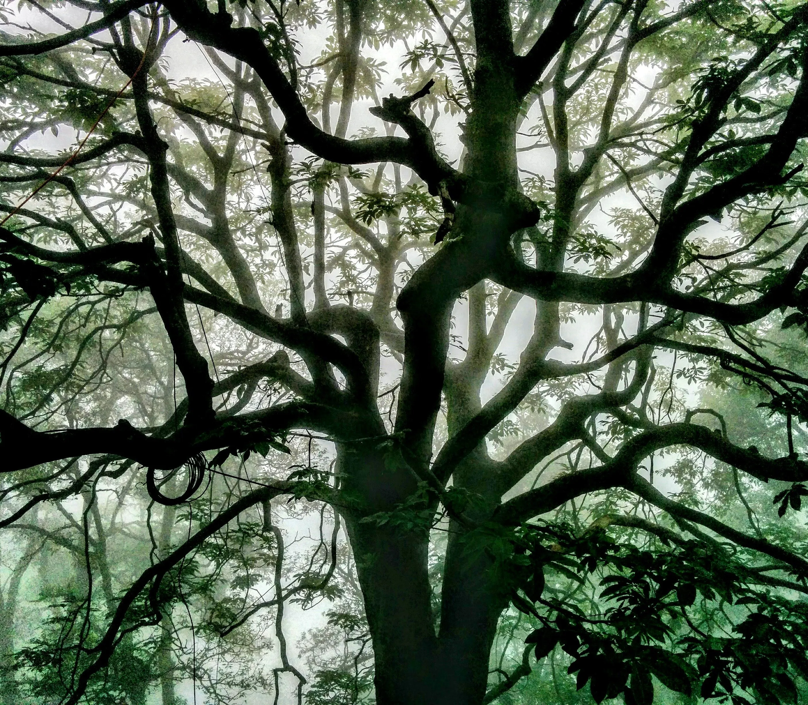 Tree and Mist ,  perfect combo.