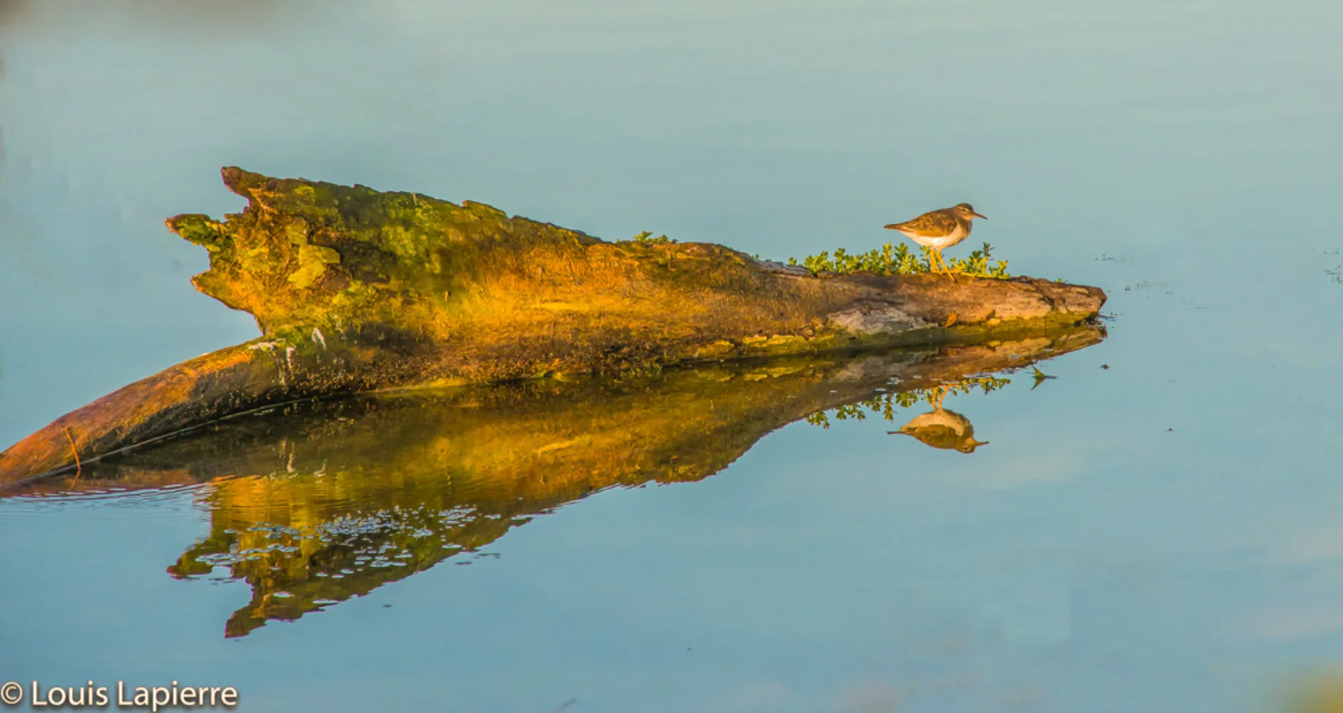 Resting on 4000 miles migration