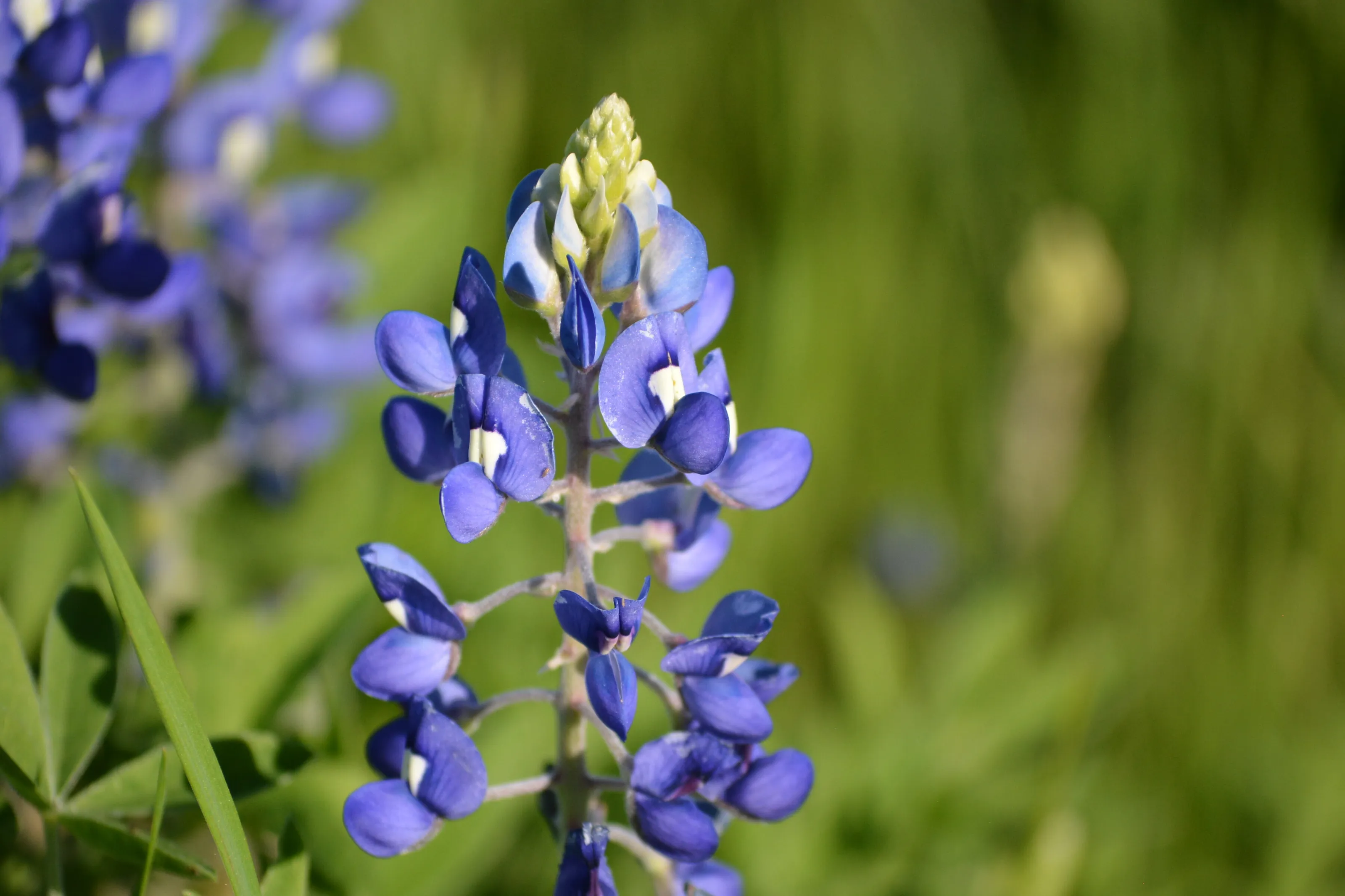 Tejas Bluebonnet