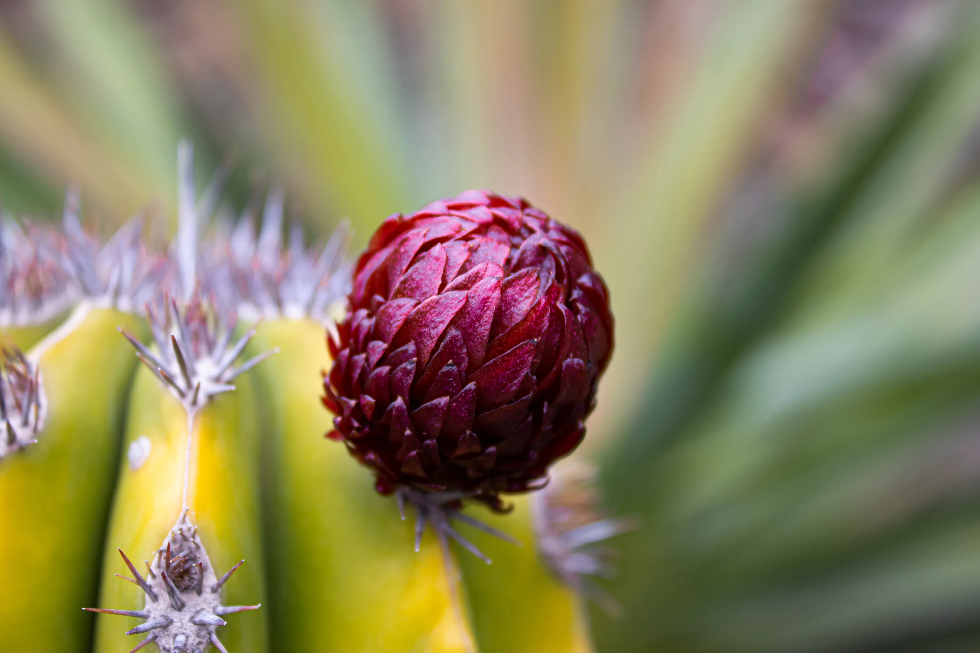 Cactus Flower